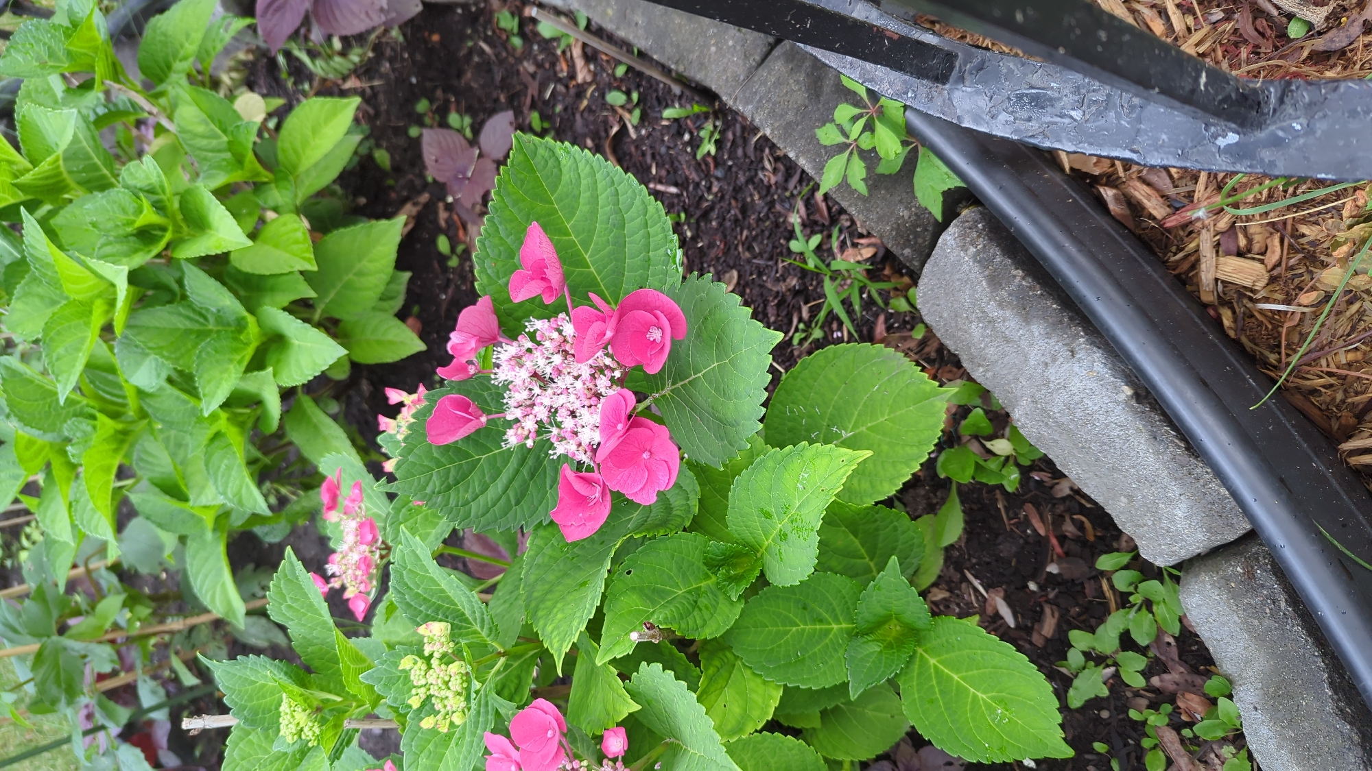 In Montreal, Canada, a close-up, eye-level, medium shot captures a vibrant cluster of pink hydrangea flowers and lush green foliage. The hydrangeas, with their large, serrated leaves, are the primary focus, showcasing both budding and blooming florets. The flowers exhibit a gradient of pink, with some fully open and others in tighter, developing clusters. The surrounding environment features dark, rich soil dotted with small green sprouts and mulch. Bordering the garden bed is a grey concrete retaining wall and a black plastic edging strip, suggesting a well-maintained urban garden. A portion of a dark metal tool, possibly a garden implement, is visible in the lower right corner, partially obscured by the edging. The lighting suggests an overcast day, with diffused natural light illuminating the scene.