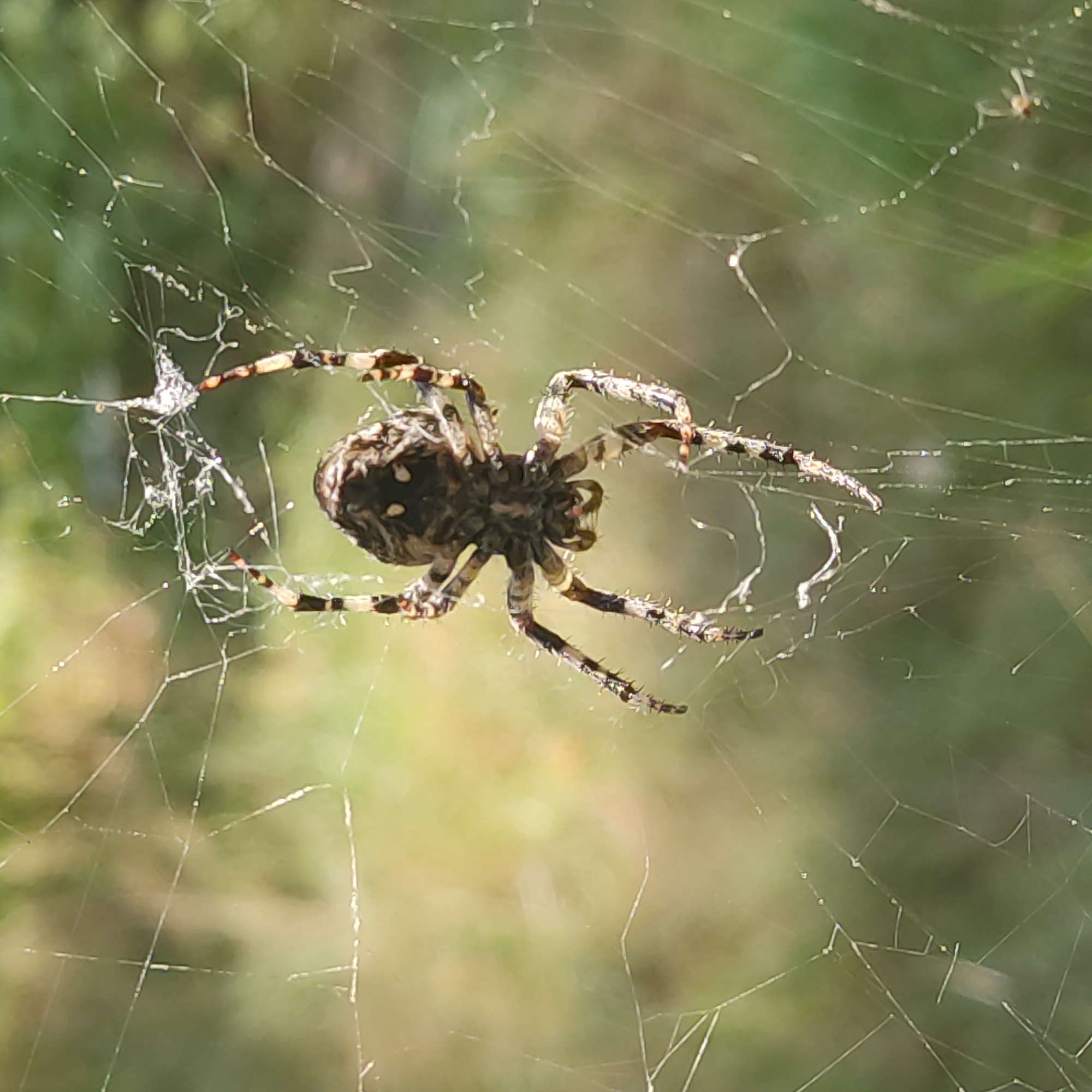A close-up, medium shot captures a spider suspended in the center of its intricate web. The spider is dark brown and white with striped legs, its body positioned facing downwards. The web, a delicate network of fine threads, is strung across a blurred background of green foliage, suggesting an outdoor, natural setting. The lighting suggests it is daytime, with sunlight illuminating the web and the spider. There are no people or structures visible in the image. The scene is entirely focused on the spider and its web.
