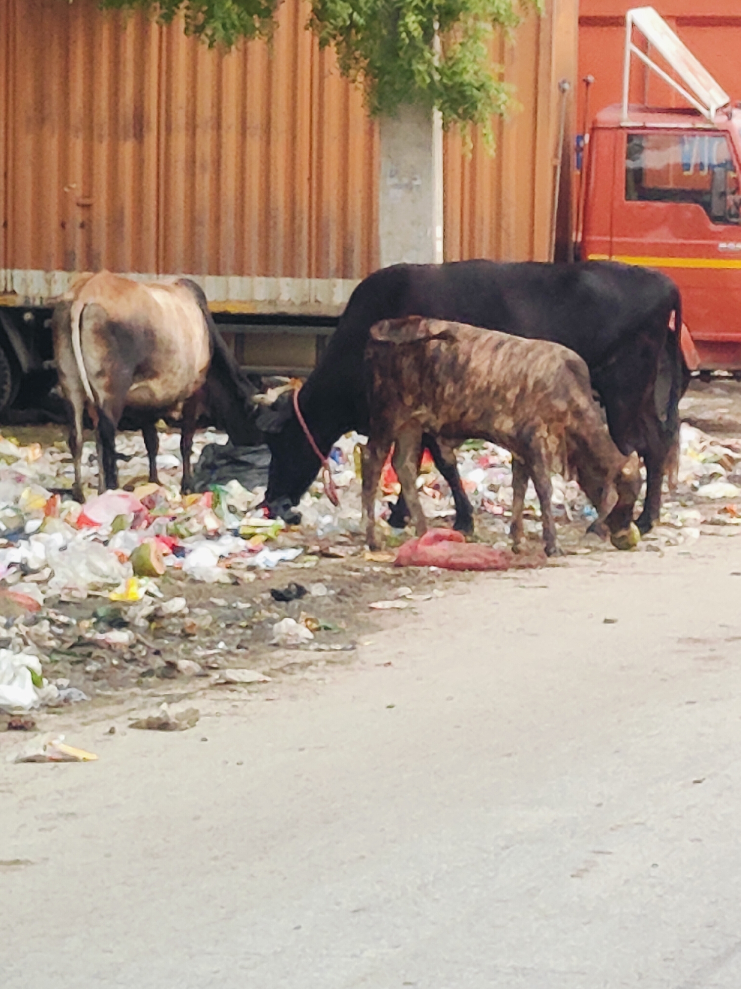 Three cows are foraging in a pile of trash on a street, likely in Gurgaon, India, given the presence of a red truck and the distinct corrugated metal siding visible in the background. The cow in the foreground, a calf, is a mottled brown and appears to be eating something green. Behind it, a larger black cow is also eating from the trash. To the left, a tan and brown cow faces away from the camera, its rear end visible as it also scavenges. The ground is covered with plastic bags, wrappers, and food waste, indicating an unmanaged or neglected public space. The overall environment appears to be an urban street scene with heavy refuse accumulation.