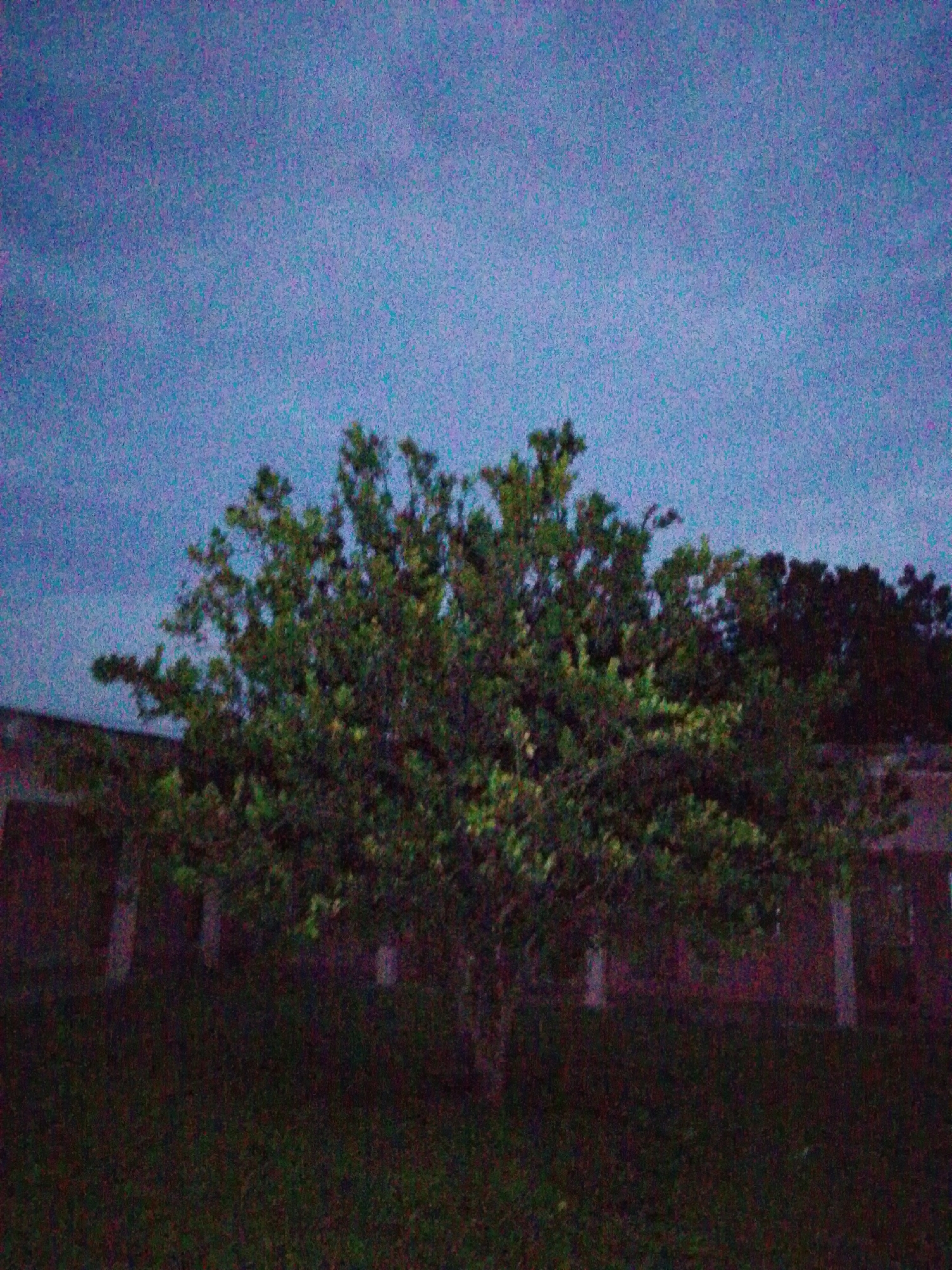 The image depicts a tree in the foreground, with foliage appearing dense and green, against a backdrop of a building with a reddish-brown facade. The sky above is a dark, grainy blue, suggesting it is either dawn or dusk. The ground in front of the tree is covered in grass, which is also dark due to low light conditions. The overall scene has a somewhat grainy texture, possibly due to low light photography. There are no people or animals visible in the image. The location is identified as Serti, Nigeria.