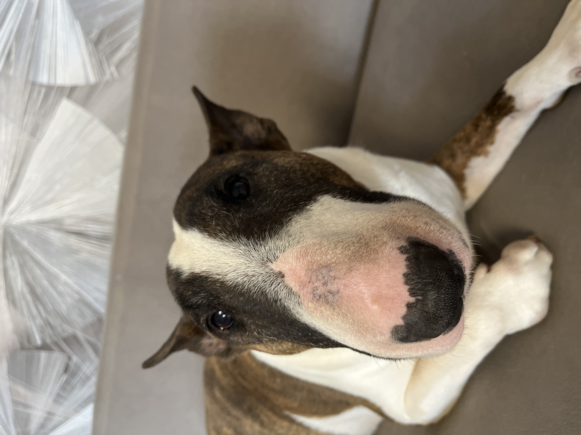 A close-up, high-angle shot shows a brindle and white Bull Terrier lying on a grey surface. The dog's head is turned upward, with its snout prominently in the foreground. The dog has dark eyes and a pink and black mottled nose. The background includes what appears to be a frosted glass panel. There is no discernible information to link this image to the city of Chaikovsky, Russia.
