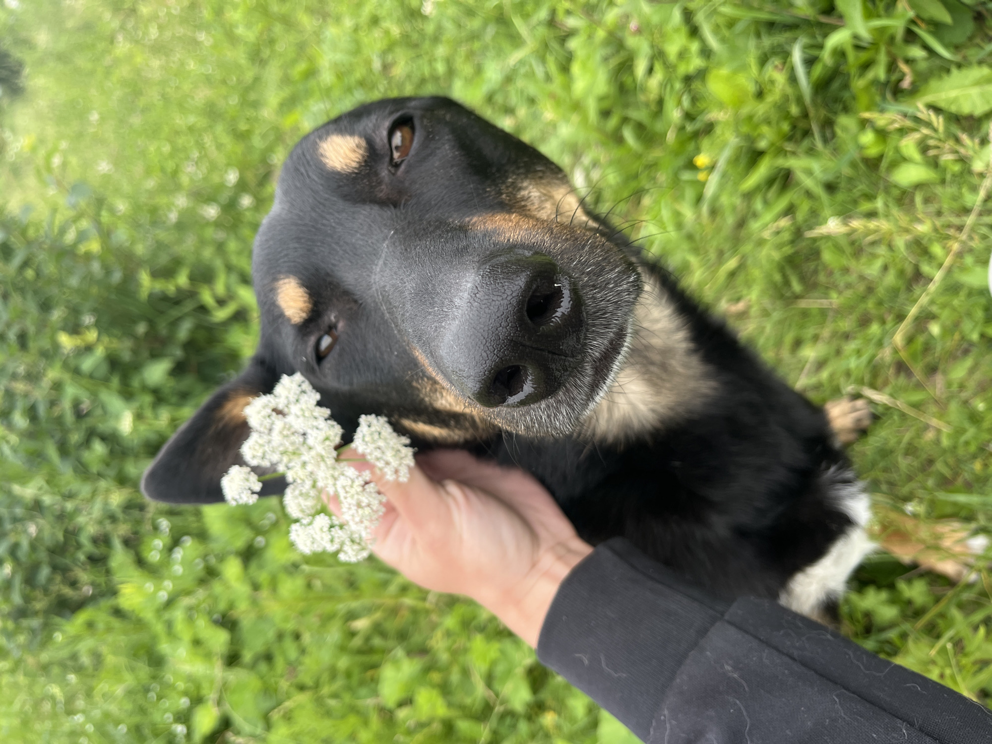 The image shows a close-up, overhead view of a black and tan dog lying in the grass. The dog's face is the primary focus, with its nose and eyes clearly visible. A hand holding a small cluster of white flowers is reaching towards the dog's face, near its nose. The dog appears relaxed, with its head tilted upwards and its eyes looking towards the camera. The background is a soft, green blur of grass, suggesting an outdoor setting. The lighting indicates it is daytime, possibly late morning or early afternoon, with natural light illuminating the scene. The overall mood is calm and peaceful, with a gentle interaction between the person and the dog. There is no visible text in the image. The location context provided is Nizhny Tagil, Russia.