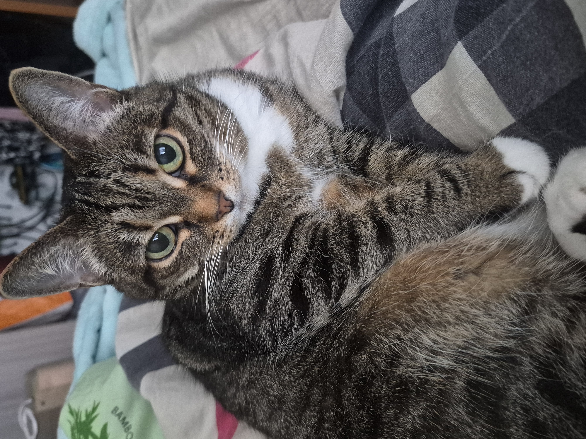 A domestic cat, characterized by tabby markings in shades of brown, black, and white, is depicted lying on a bed. The cat has green eyes and a white chest patch. The bedding includes a patterned throw with dark gray and white squares, and a lighter colored blanket with pink and gray stripes. In the background, parts of other blankets and what appears to be a wooden surface are visible. The image was taken in a domestic setting, likely a bedroom. The location is identified as Chaikovsky, Russia.