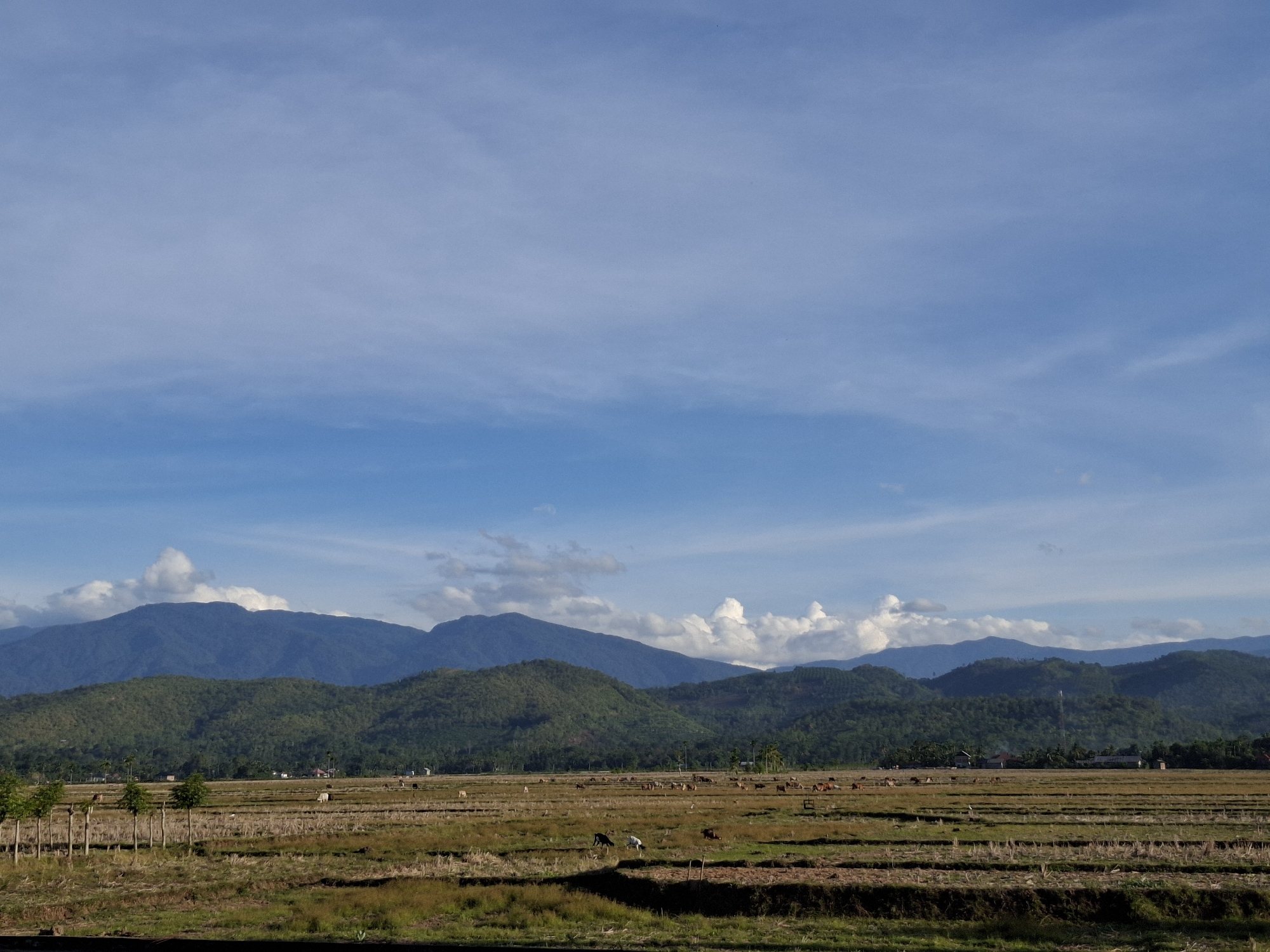 The image depicts a rural landscape with rolling green hills and a distant mountain range under a partly cloudy blue sky. In the foreground, a harvested field stretches across the scene, with rows of dry stubble and patches of green grass. Several cows are scattered across the field, some grazing and others standing. A line of young trees, supported by posts, runs along the left edge of the field. The background shows dense vegetation covering the lower slopes of the hills, with scattered houses and buildings nestled amongst the trees, indicating a small village. The sky is a vibrant blue with streaks of white clouds, suggesting fair weather. The overall impression is one of tranquility and a rural lifestyle. This scene is likely located in Gronggrong, Indonesia, given the context provided.