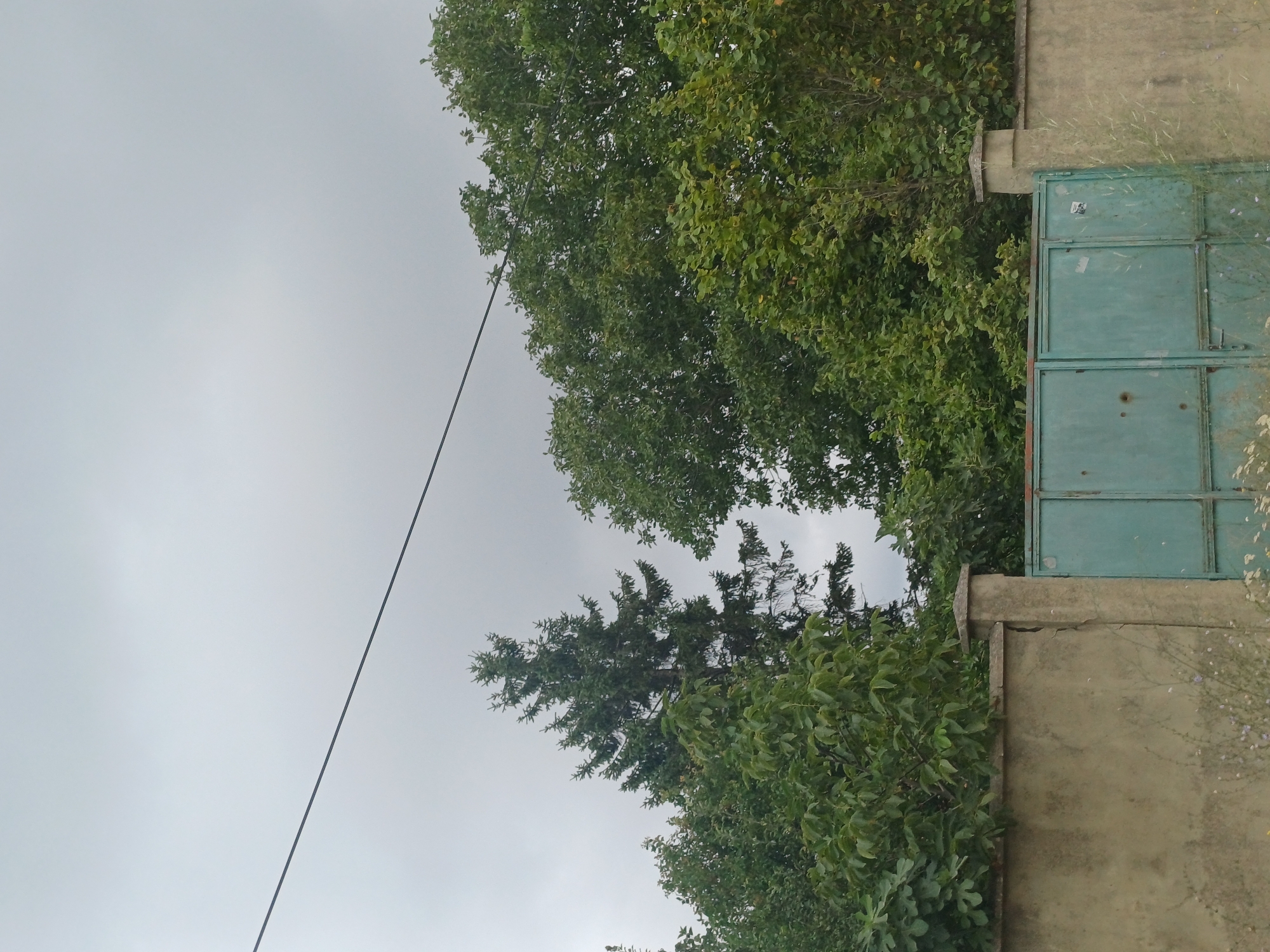 The image captures a grey, overcast sky with a single black wire bisecting it diagonally from the top left to the center right. Below the sky, a dense canopy of various green trees fills the midground. A tall, dark green fir tree stands prominently on the left, flanked by broader, leafy trees on either side. In the foreground, a weathered, light brown concrete wall runs horizontally across the frame. To the right of the wall, a pair of light teal metal gates are visible, slightly ajar. The gates appear to be old, with visible signs of wear and tear, including two circular marks on the left gate. The wall is topped with square concrete posts. The overall impression is of a slightly overgrown, somewhat neglected outdoor space in an urban environment. The image was taken in Varna, Bulgaria.