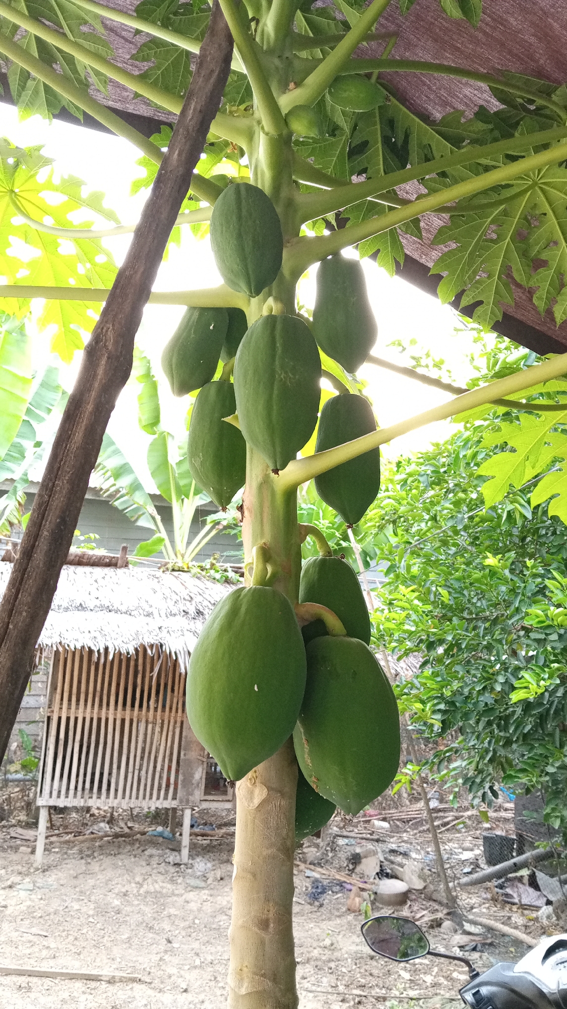 In Cotgadong, Indonesia, a papaya tree stands laden with numerous green papayas of varying sizes. The tree is situated outdoors, near a rustic wooden structure with a thatched roof, and surrounded by vegetation and scattered debris. Sunlight filters through the leaves, creating a dappled effect. A motorcycle is partially visible in the foreground, indicating a residential or rural setting. No people are present in the image.
