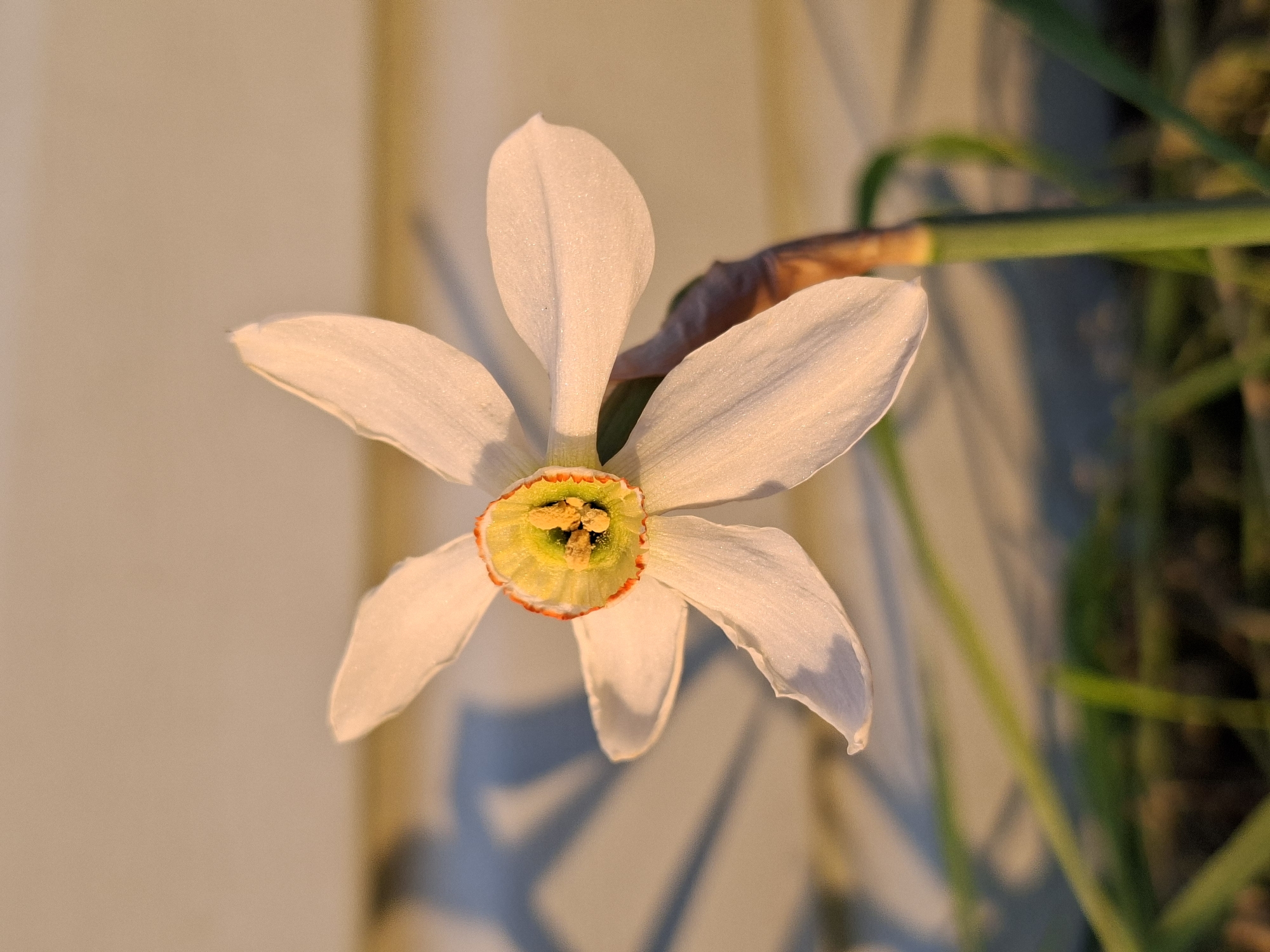 The image depicts a single white daffodil flower in close-up. The flower has six petals radiating from a central cup. The cup is predominantly yellow with a red-orange edge and green and yellow internal details. The flower is attached to a green stem that extends towards the upper right of the frame. In the background, there is a light-colored surface on the left and blurred foliage on the right. Shadow patterns are visible on the light-colored surface. The location in the city of Karsha, Russia is not evident from the image alone.