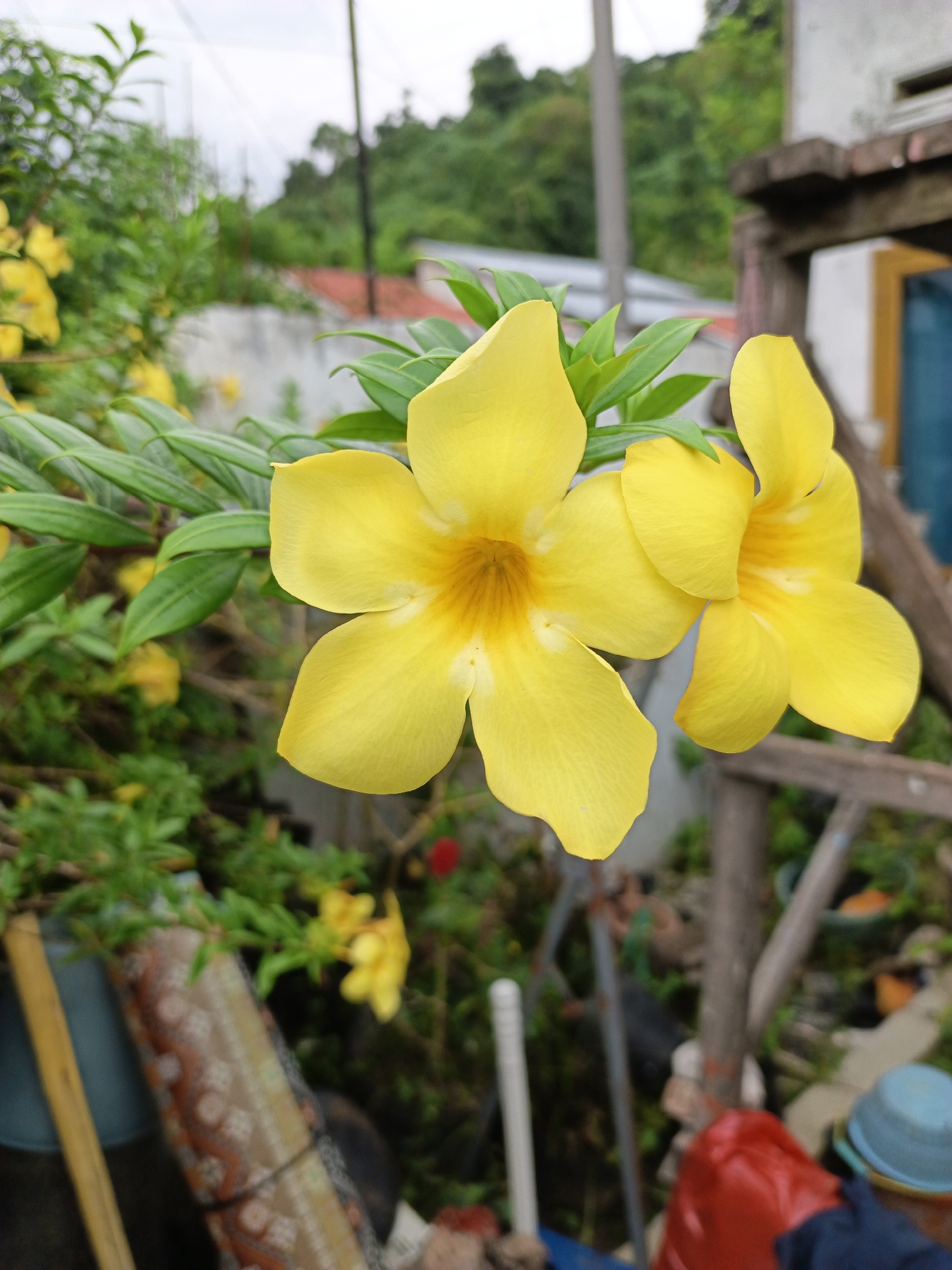 Two bright yellow allamanda flowers with five petals each are in sharp focus in the foreground, with their green leaves and stems extending to the left. The background is blurred, showing a slightly overcast sky, lush green foliage, the side of a building with a red-tiled roof and light-colored walls, and wooden structures. Hints of other objects are visible in the lower portion of the image, including a rolled-up carpet or mat, a blue bucket, and red and blue plastic bags. The overall scene suggests an outdoor residential setting, potentially in a tropical or subtropical climate, consistent with locations like Padang, Indonesia, which is known for its humid tropical environment and abundant plant life.