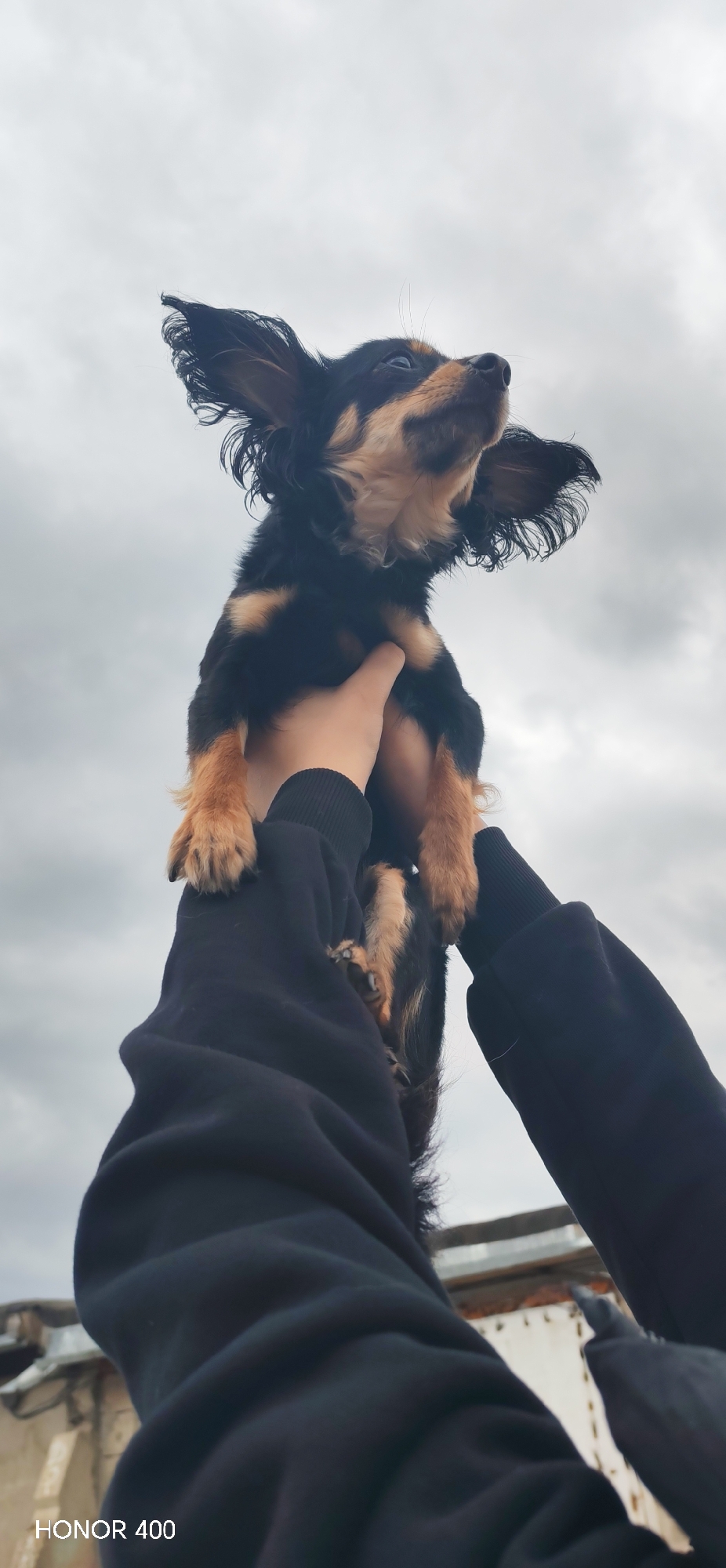 A small black and tan dog is held aloft against a cloudy sky. The dog is being held by someone wearing a black hoodie. A glimpse of a building or structure can be seen in the lower right, with the word "HONOR 400" visible in the bottom left corner of the frame. The specific location in Noviy, Russia, is not discernible.