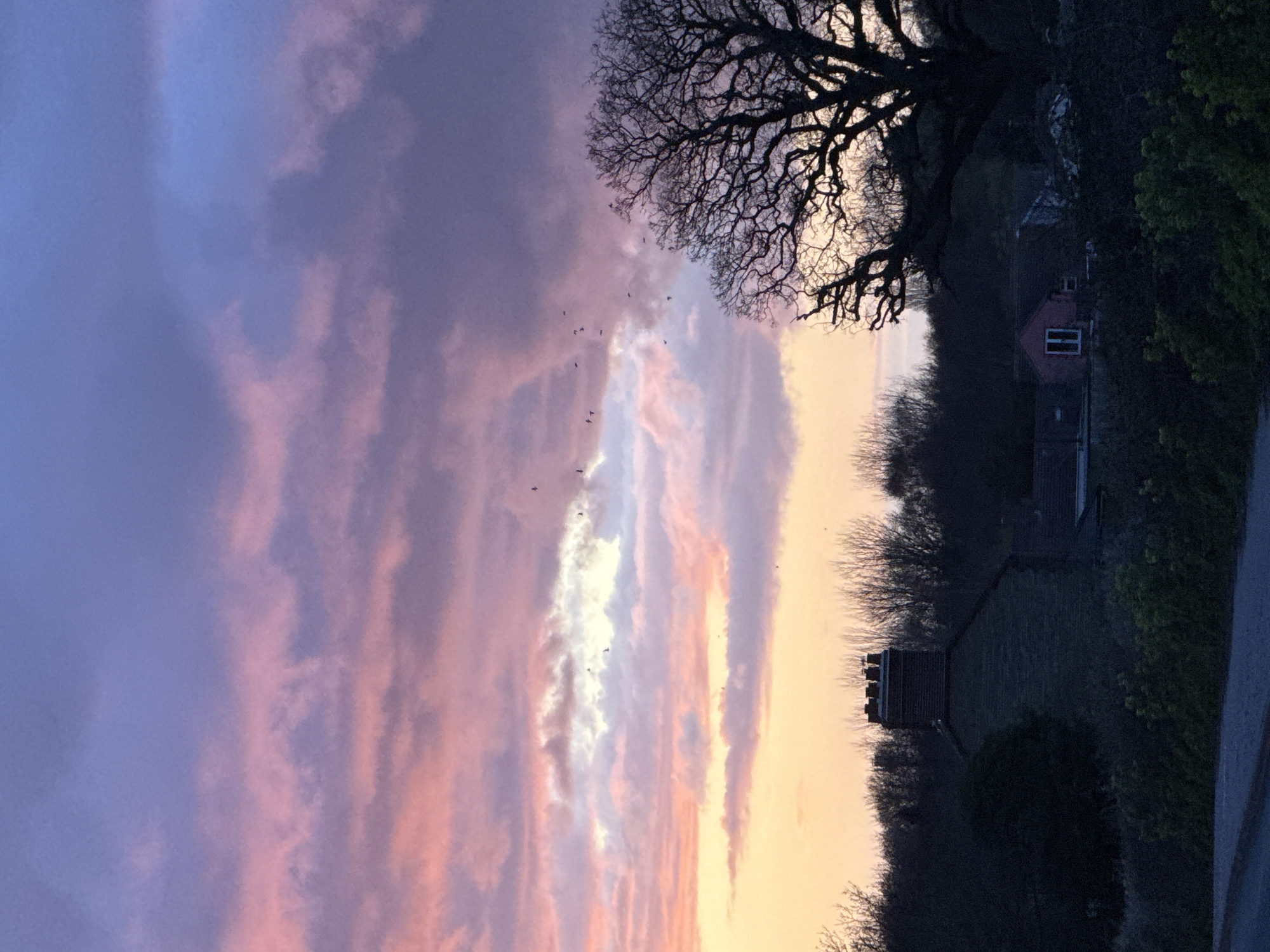 The image shows a landscape at dusk or dawn, with a sky dominated by vertical streaks of purple, pink, and pale orange clouds. A silhouette of a large tree with bare branches is located in the upper right corner. Below the tree, there are buildings, including a house with a visible window. To the right of the buildings, a section of greenery, possibly bushes or trees, is visible. The location is unspecified and may or may not be in Great Yarmouth. Birds are flying in the sky.