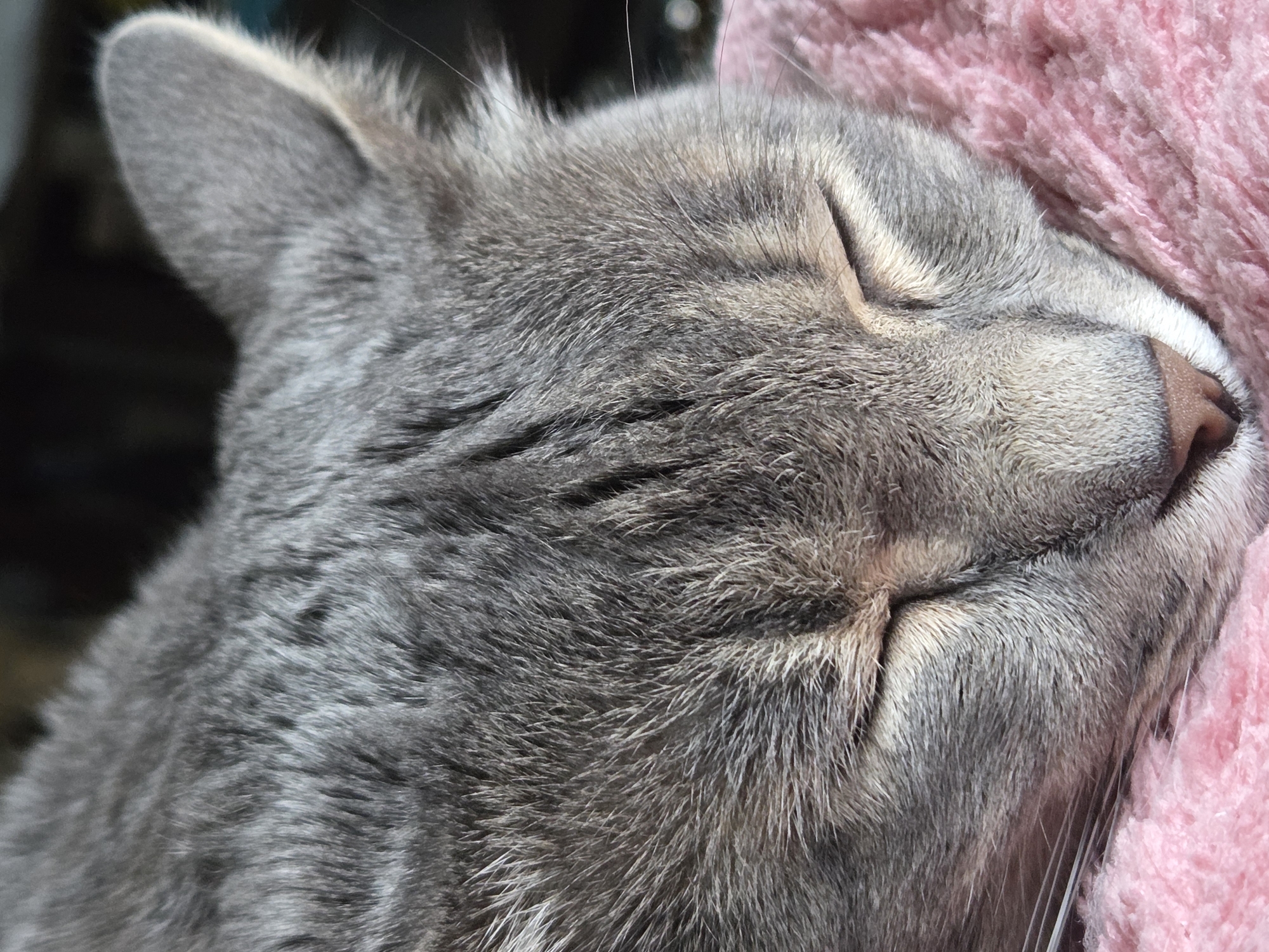 Close-up of a gray tabby cat asleep with its head resting on a pink, fluffy blanket. The cat's eyes are closed, and its nose is visible. The background is blurred. The location is Unknown, Unknown.