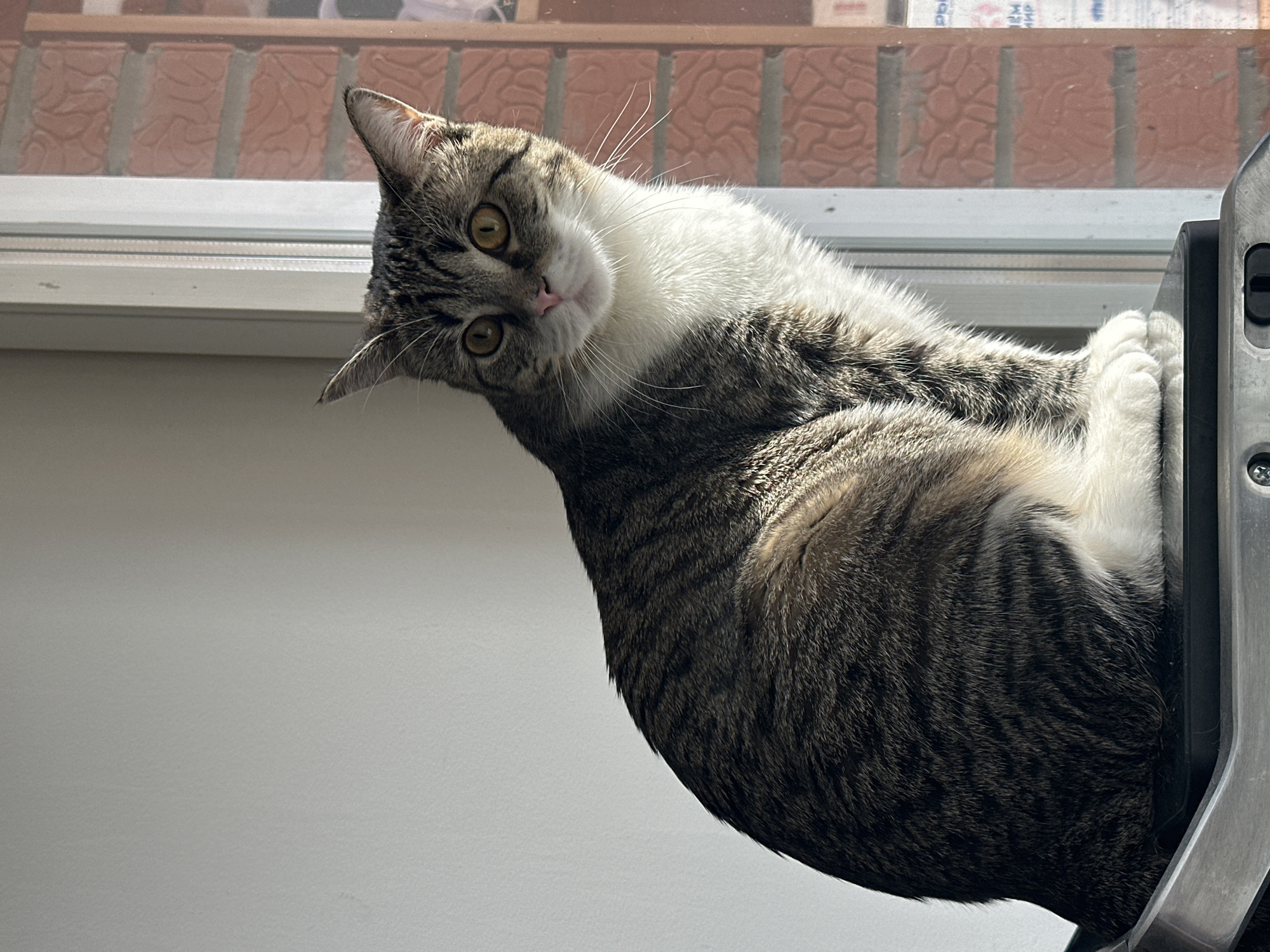 A domestic cat, predominantly tabby with white fur on its chest and face, is captured in a bright, close-up shot. The cat is positioned on an indoor window sill, with its body extending horizontally to the right of the frame. Its head is sharply tilted to its left, as it gazes directly at the camera with wide, golden-yellow eyes and a curious expression.
The scene is well-lit by direct sunlight, creating strong highlights on the cat's fur and the white window frame. Behind the cat, through the window, an out-of-focus red-brown brick wall or building facade is visible. To the far right, a silver metal window latch or handle mechanism, with a black section and visible screws, is partially in view. The lower left of the frame shows a plain, light-colored interior surface. Faint, blurry Cyrillic text is discernable on the brickwork outside the window, confirming the location as Chaikovsky, Russia. The image portrays a serene moment of the cat resting in a sunlit spot by the window on a clear, sunny day.