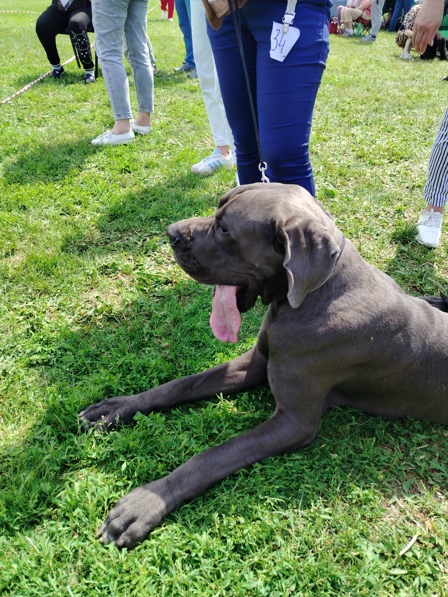 An outdoor scene in Kiselyovsk, Russia, depicts a large, dark grey (possibly blue) Great Dane dog lying on green grass in the foreground. The dog is positioned with its body extending towards the lower left, its head slightly raised, mouth open, and a long pink tongue extended. A black collar is visible around its neck, to which a dark leash is attached.
In the mid-ground, several individuals are partially visible. A person wearing dark blue pants and a white top is standing to the right of the dog, holding the leash. A white paper tag with the number "34" in black is clipped to their right hip area. To their left, another individual wears light grey jeans and white sneakers, standing. Further left, a person is seen wearing black leggings with a distinct white cat-themed pattern on the lower leg, possibly seated or crouched. On the far right, only the lower legs and feet of a person wearing white and black striped pants and white sneakers are visible.
The ground is covered in green grass, with some areas appearing slightly worn or sparse. Shadows are cast by the subjects, indicating bright sunlight. In the background, additional blurred figures are present, some seated on portable chairs, suggesting a public gathering or event. A red and white striped ribbon or tape is partially visible on the grass in the mid-left, potentially marking a boundary.
