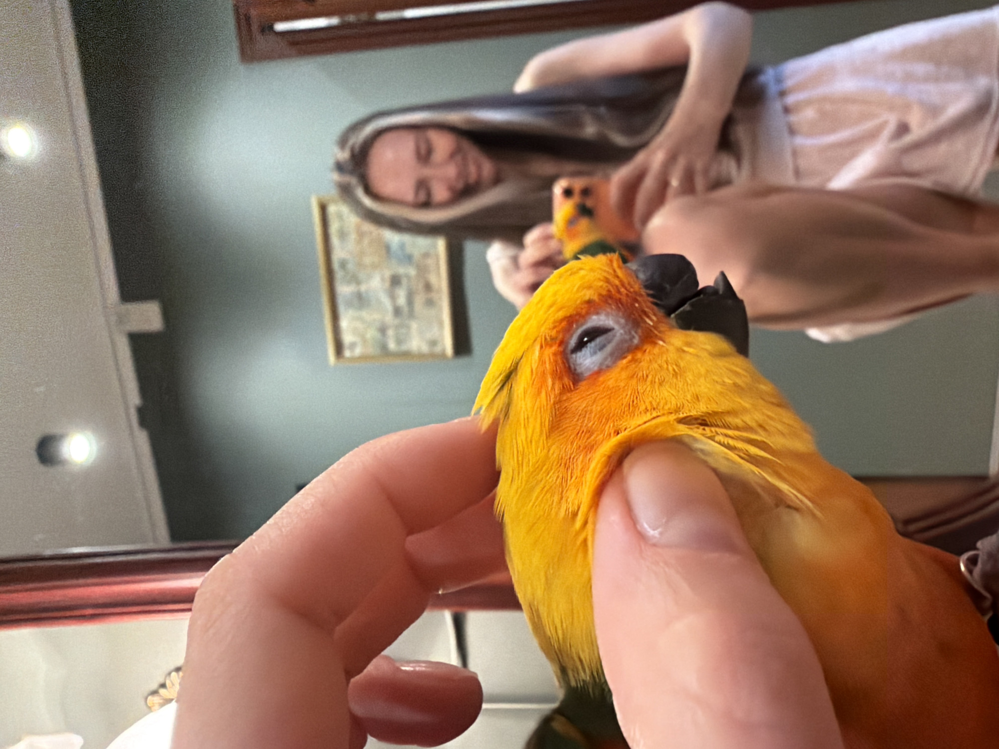 A woman is holding a yellow and orange parrot in front of a mirror. The parrot is being held gently with a hand around its neck. The woman is reflected in the mirror, holding a phone and smiling at the bird. A framed picture is visible on the wall behind the reflection. The location is not discernible from the image.