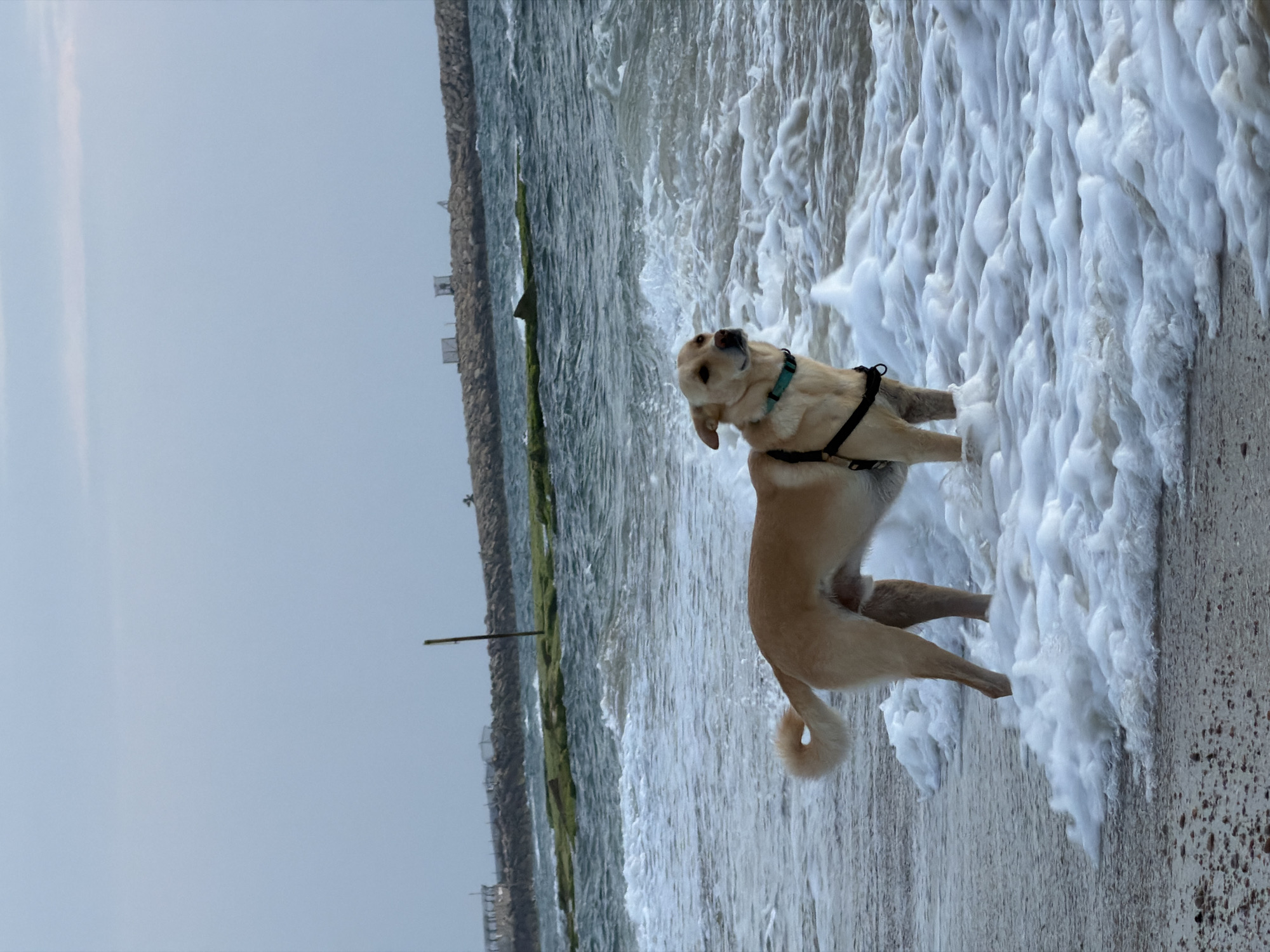 A cream-colored Labrador Retriever wearing a black harness and a teal collar stands in foamy surf near the beach. The dog is partially submerged in the white foam, with its head turned upward and to its left. In the background, a sea wall stretches along the coastline. The scene is likely in Tel-Aviv, Israel, due to the coastline and sea wall. The sky is overcast, suggesting a cloudy day.