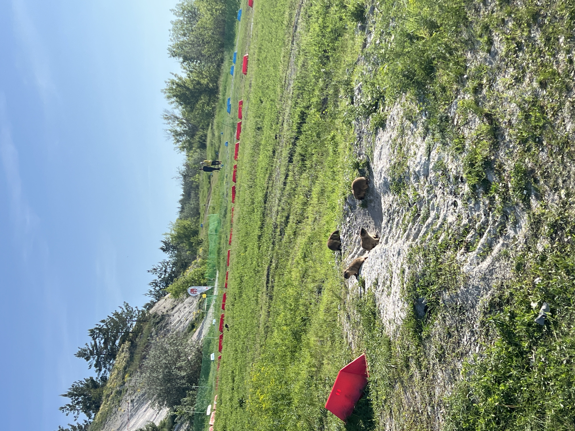The image depicts a grassy field in Khvalynsk, Russia. Red and blue markers are placed along the field, suggesting a designated path or course. A rocky cliff face borders one side of the field, and several groundhogs are visible on the rocks. In the distance, two people are walking along the path. The sky is clear and blue.