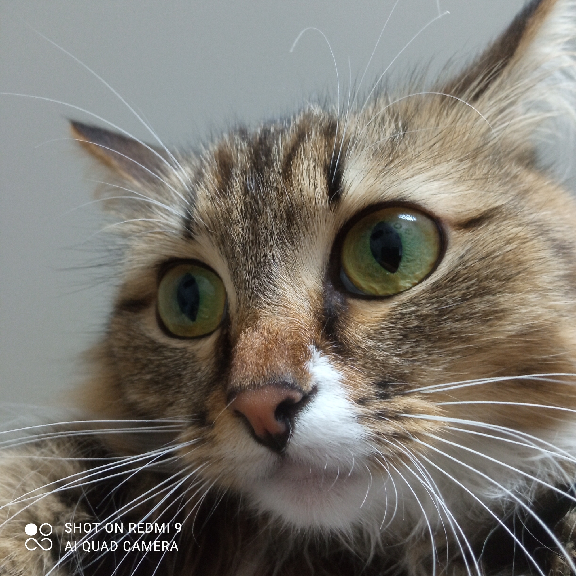 The image is a close-up of a cat's face, focusing on its eyes and facial features. The cat has green eyes, a pink nose, and a mix of brown, white, and tan fur. There are long white whiskers visible. The text "SHOT ON REDMI 9 AI QUAD CAMERA" is visible in the lower left corner. Location information (Chaikovsky, Russia) is not available.