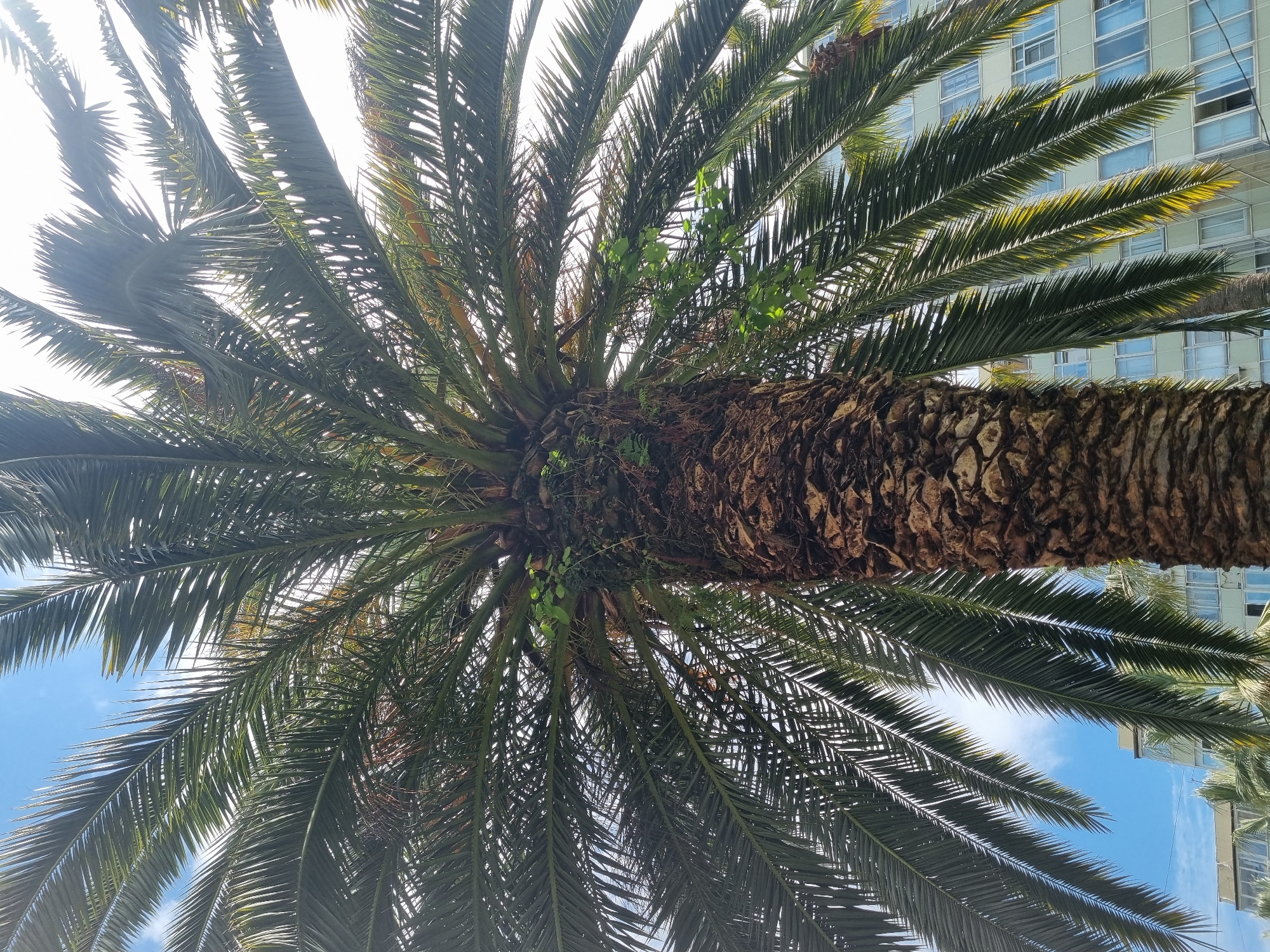 A low-angle, upward-facing shot reveals a palm tree with its dense, green fronds radiating from a textured, brown trunk. Some smaller green plants are nestled at the base of the fronds. Patches of blue sky and a building with numerous windows are visible through the fronds, suggesting an urban environment. Given the request to specify the location, this scene could be situated in Sochi, Russia, a city known for its coastal palm trees and architecture. The image captures a static scene of the natural and built environment.