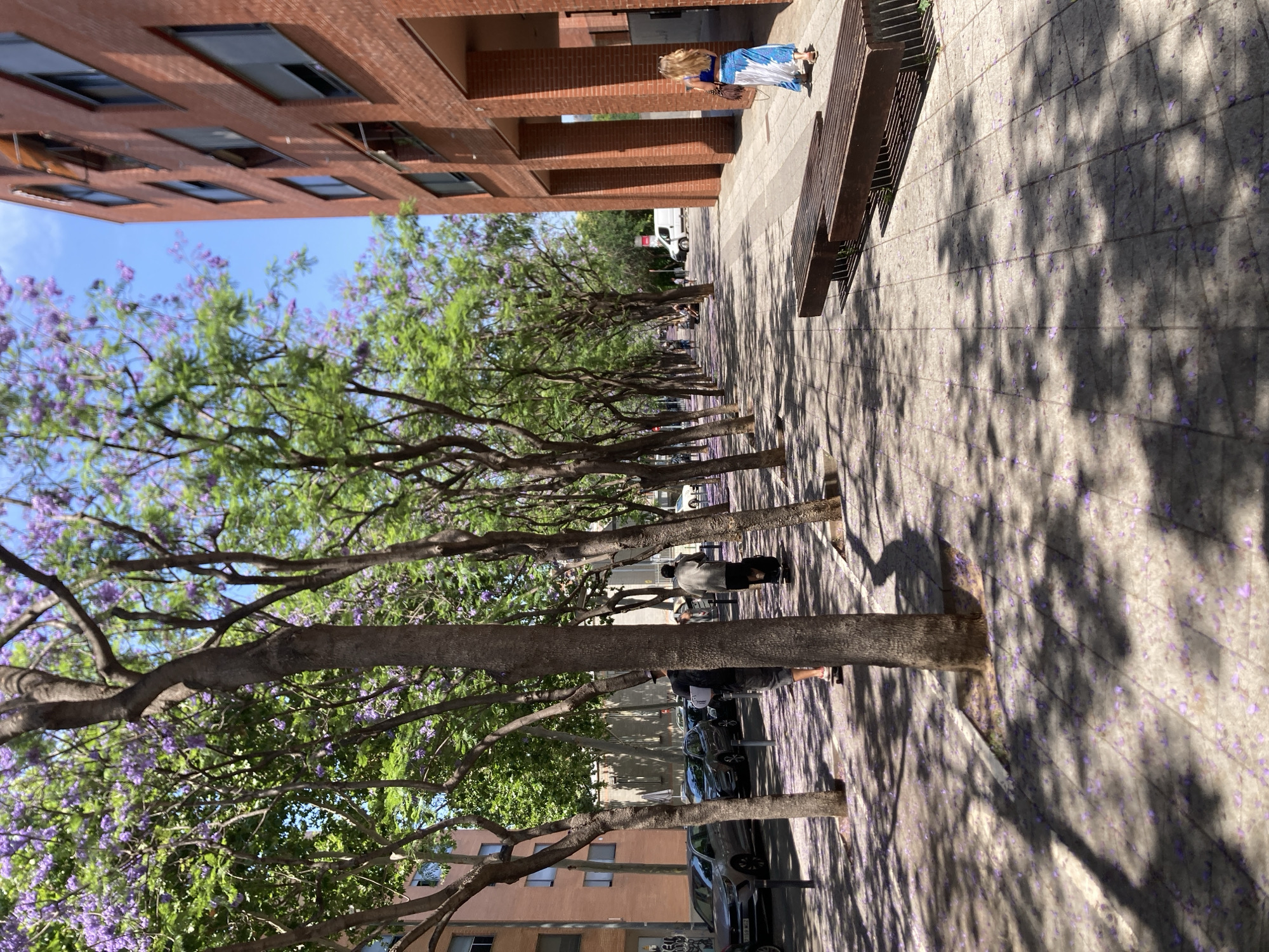 The image depicts a sun-drenched street in Viladecans, Spain, lined with jacaranda trees in bloom, their purple flowers scattered on the ground and sidewalk. To the right, a modern brick apartment building with large windows and balconies dominates the scene. A woman with blonde hair, wearing a blue top and a patterned skirt, walks away from the camera towards the building. In the foreground, two dark wooden benches are positioned on the tiled sidewalk, partially shaded by the trees. The street on the left is lined with parked cars, and several people are walking or skateboarding on the sidewalk. The overall atmosphere is bright and peaceful, with the dappled sunlight and fallen flowers creating a picturesque urban environment.