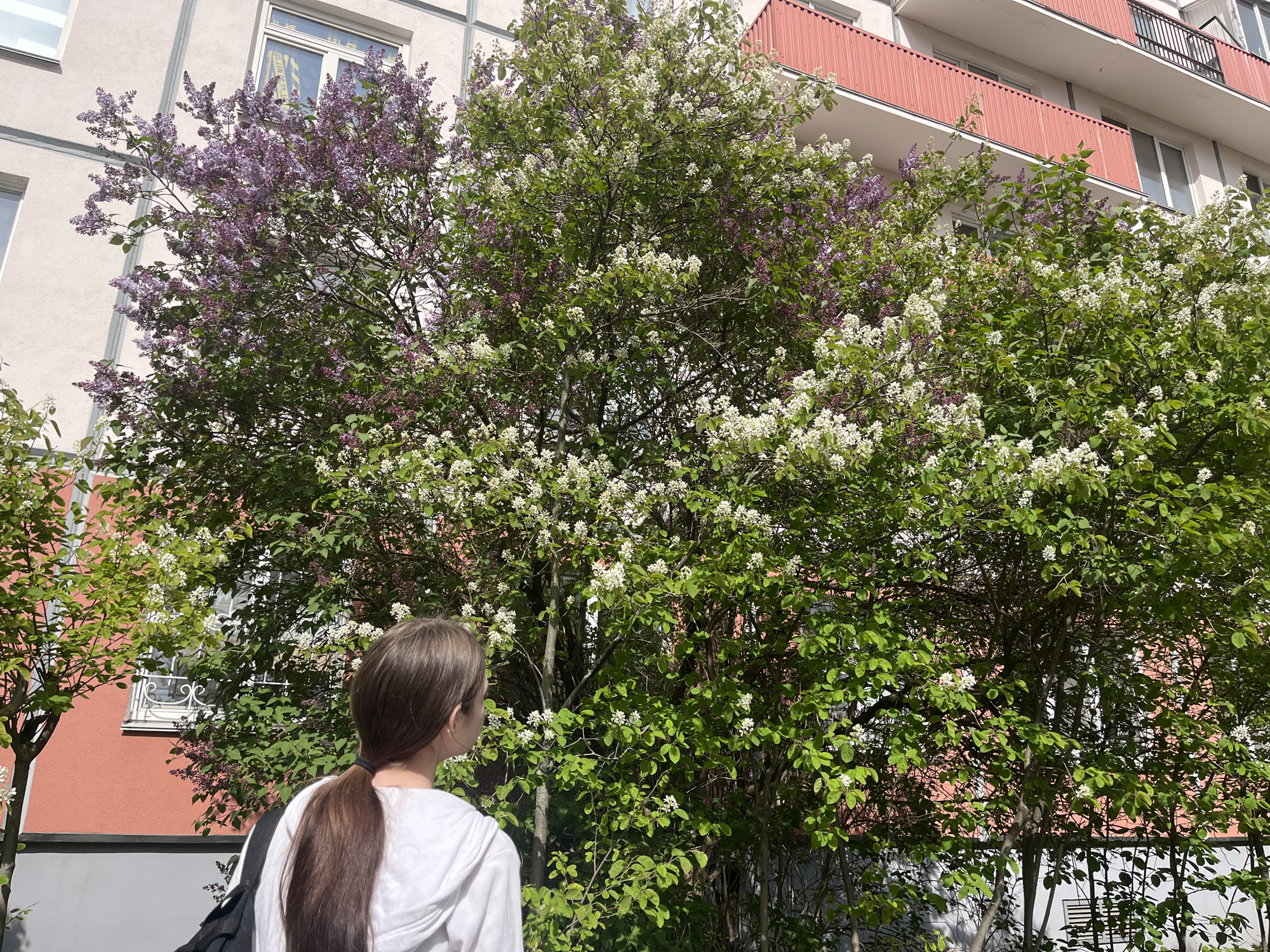 A woman with long brown hair pulled back in a ponytail stands facing a large bush or tree with both purple and white flowers. She is wearing a white hooded sweatshirt. The bush/tree is in front of a multi-story building with a red balcony. The scene is in daylight. The location appears to be an urban area, possibly Saint Petersburg, Russia.