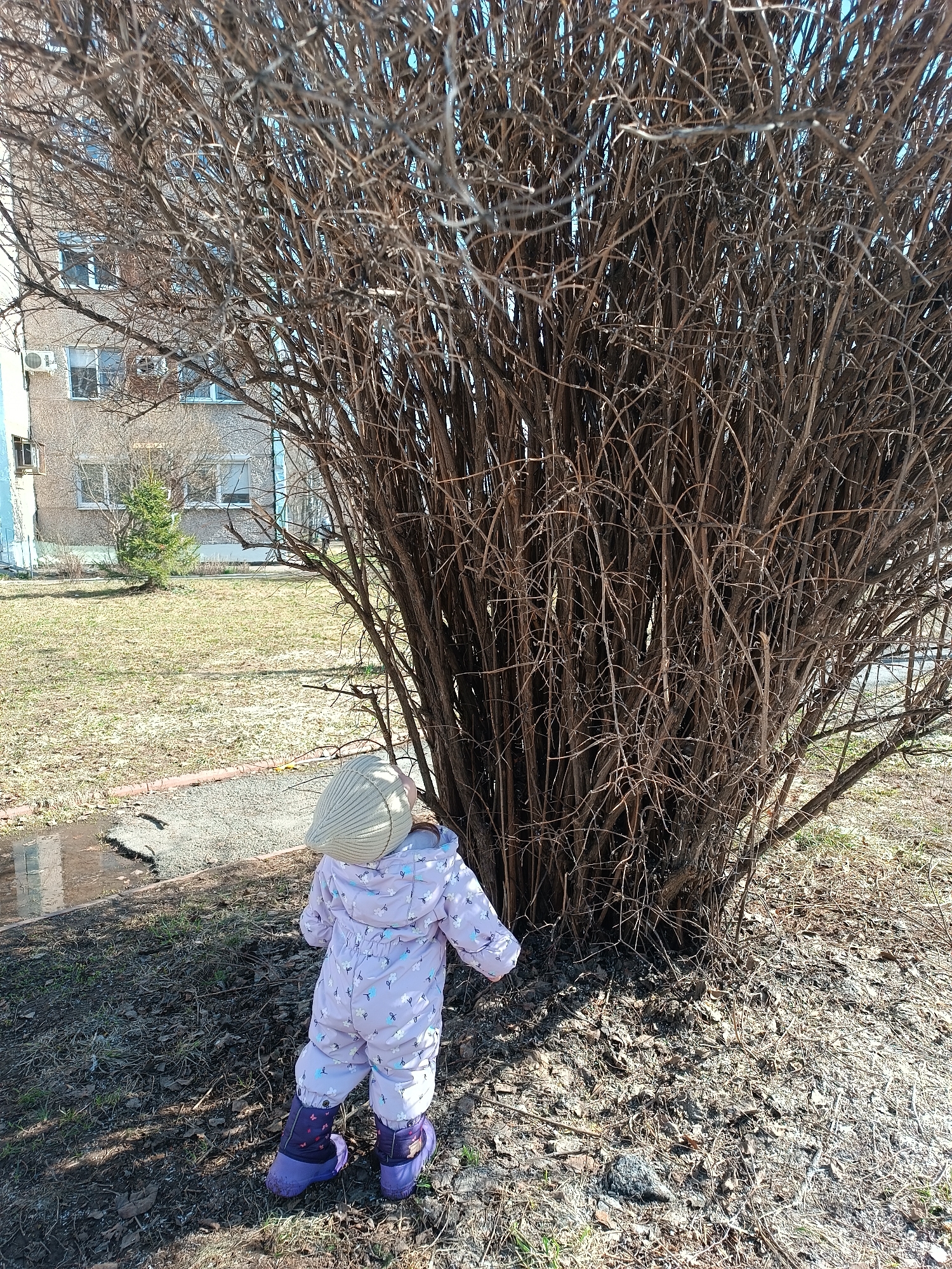 A young child wearing a light pink snowsuit and purple boots stands facing a large, leafless bush on a patch of ground covered with dead leaves and some scattered grass. The child is wearing a light-colored knit hat. Behind the bush is a grassy lawn with a small evergreen tree. In the background is a multi-story building with windows and an air conditioning unit. The location is Izhevsk, Russia. The setting appears to be a city park or residential area during late winter or early spring. The child seems to be interacting with the bush, possibly exploring it.