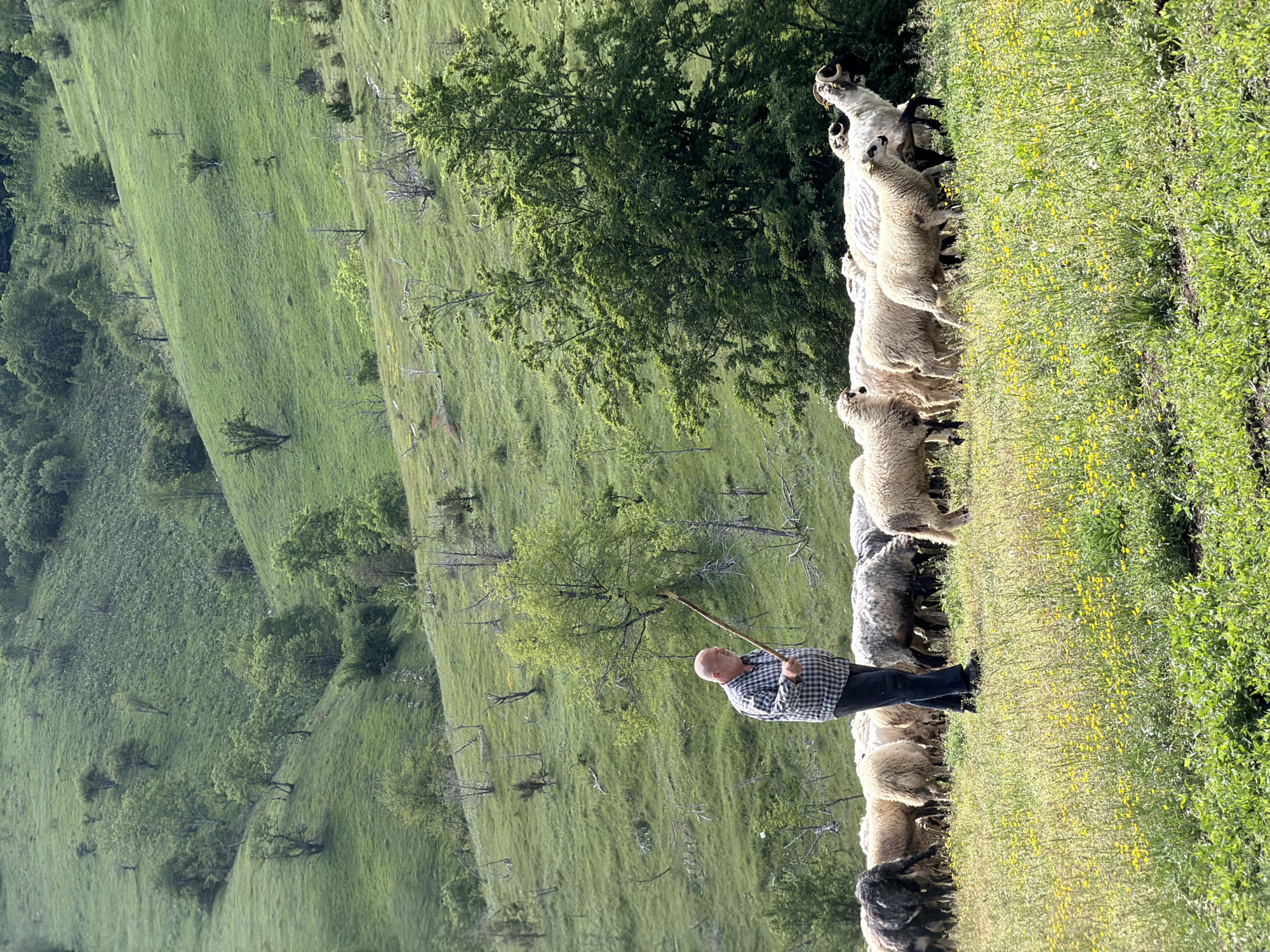 The image, correctly oriented, depicts a serene pastoral scene set on a vibrant green hillside under natural daylight. A man, identifiable as a shepherd, stands towards the center-right of the frame, holding a long wooden staff. He is dressed in a plaid shirt and dark trousers, facing slightly to his right, seemingly observing his flock.
To the shepherd's right, a large flock of sheep is visible, extending across the frame. The sheep vary in color from creamy white to darker grey, and several of them, particularly those closer to the shepherd, exhibit prominent horns. They appear to be grazing or moving along a gentle incline on the lush terrain.
The ground is covered with dense green grass, dotted with numerous small yellow wildflowers, especially prominent in the foreground and along the sheep's path. In the mid-ground, behind the sheep and shepherd, stands a large, verdant tree with dense foliage. The background extends into a vast landscape of rolling green hills and mountains, sparsely populated with smaller trees and shrubs, indicating an expansive, natural environment.
The scene conveys a sense of peaceful rural life, characteristic of a mountainous region. The time of day appears to be bright and clear, suggesting sunny weather. There is no visible text in the image. The location context provided is Miloševići, Montenegro, which aligns with the depicted mountainous, pastoral scenery.