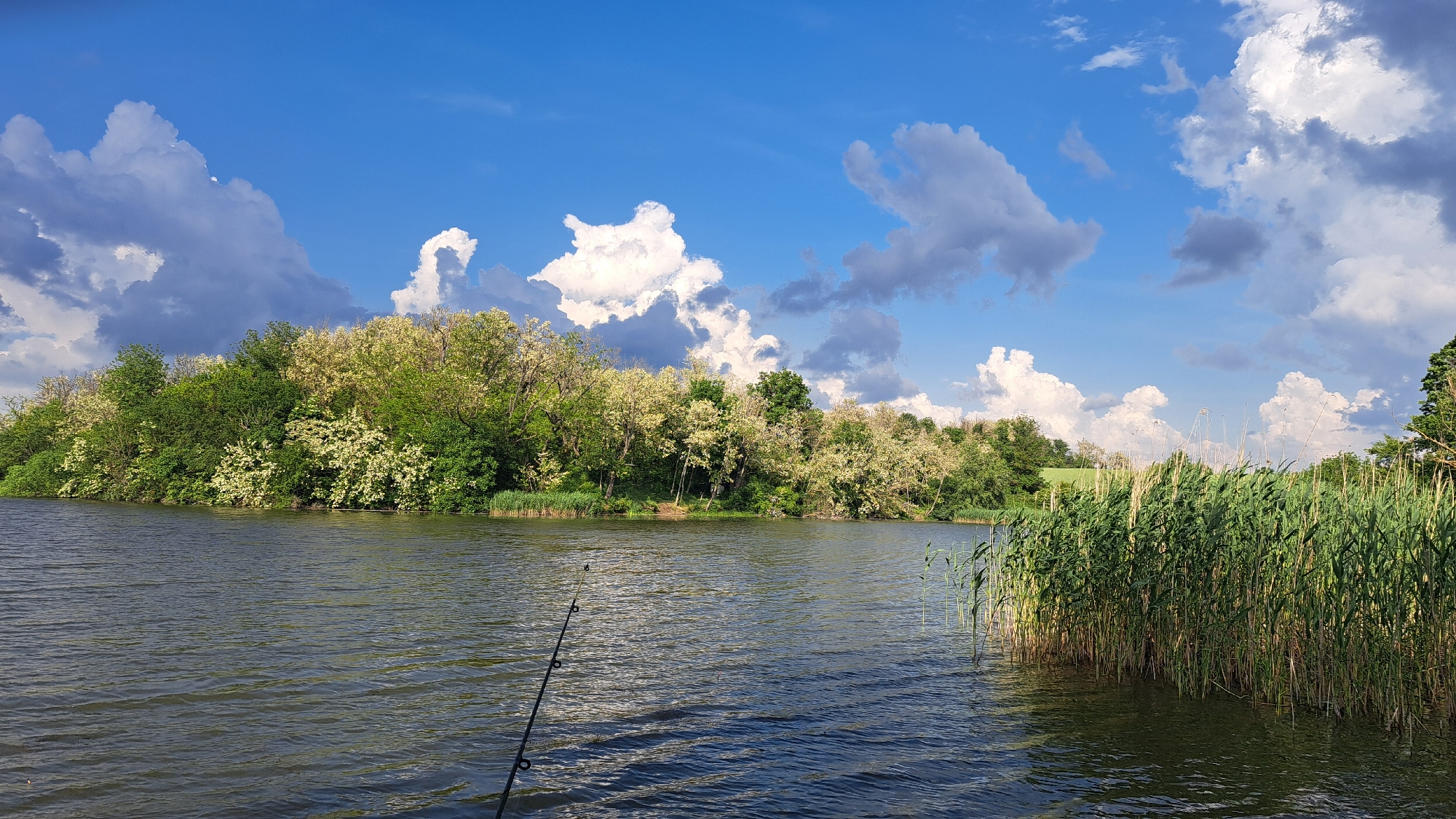 The image depicts a body of water, likely a lake or river, surrounded by lush vegetation. A line of trees and bushes lines the opposite bank, with a mix of green foliage and white flowering trees. Tall reeds grow along the water's edge in the foreground. The sky is bright blue with puffy white clouds. A fishing rod is visible in the water in the lower left corner. The image location and city are Unknown, Unknown.