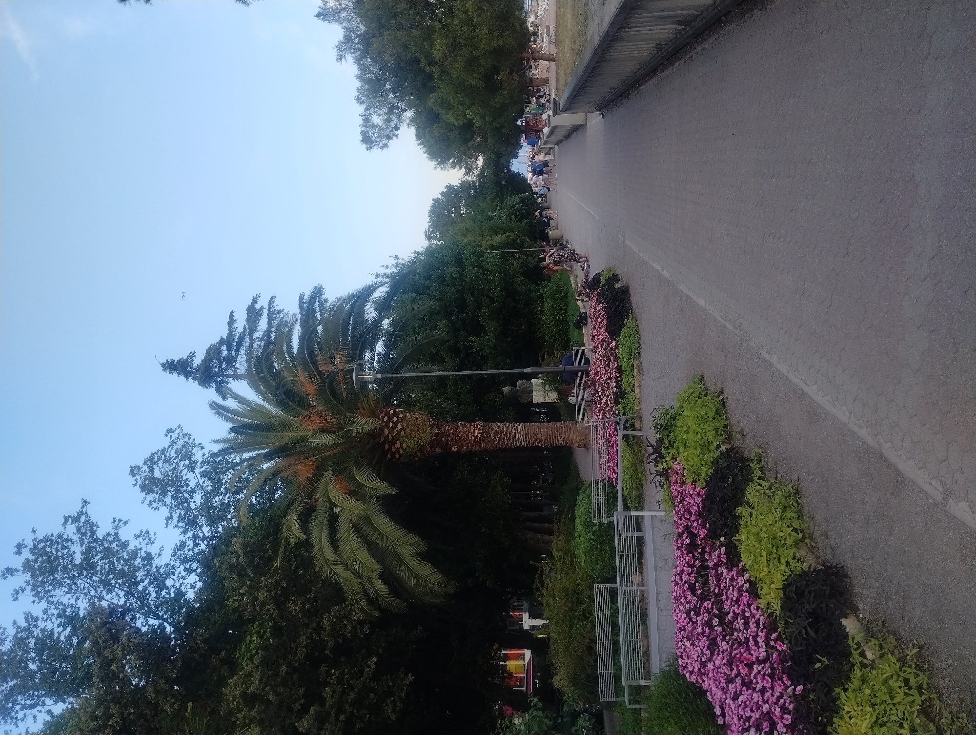 The image depicts a pathway in a park setting, likely Crikvenica, Croatia, judging by the presence of palm trees and a coastal atmosphere. The pathway, paved with interlocking stones, extends into the distance, bordered on the left by lush greenery and flower beds bursting with pink and purple blooms. Several metallic benches are strategically placed near the flowerbeds, offering seating for park-goers.
A prominent palm tree stands tall on the left side of the pathway, its fronds reaching towards the clear blue sky. Beyond the palm tree, dense foliage and trees form a natural backdrop. A statue, possibly of a historical figure, is visible behind the palm tree. Further along the pathway, several individuals are seen strolling or cycling, engaging in leisurely activities. In the background, a fountain can be observed, suggesting a public recreational area.
On the right side of the pathway, a concrete railing separates the path from what appears to be a slightly elevated grassy area with more trees. The overall scene conveys a sense of tranquility and outdoor enjoyment, characteristic of a well-maintained urban park. The lighting suggests it is either early morning or late afternoon, with a soft, diffused sunlight.