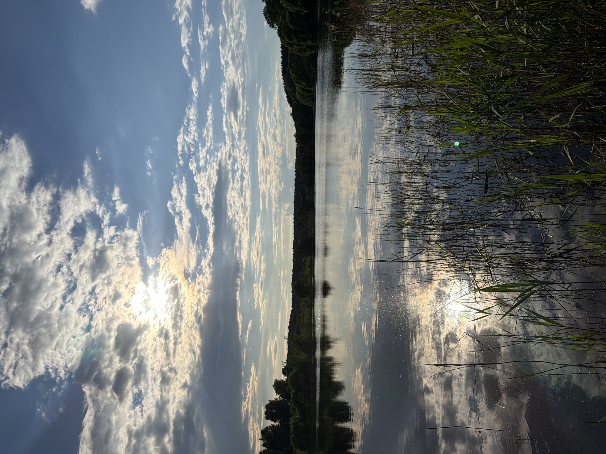 The image, displayed with a 90-degree counter-clockwise rotation, depicts a tranquil natural landscape featuring a wide body of water, likely a lake or river. When viewed correctly (horizontally), the horizon line divides the frame centrally, separating the sky from its reflection in the water.
The sky on the left side is partially covered by bright, fluffy cumulus clouds, with the sun shining intensely through and behind them, creating a radiant glow and some iridescent hues. Towards the right, the sky is clearer blue with fewer, scattered white clouds.
The calm water acts as a mirror, perfectly reflecting the clouds and the bright sun. A shimmering path of sunlight stretches across the water from the sun's reflection on the left. The distant bank on the left is lined with a dense growth of dark green trees, their forms clearly visible in the water's reflection. Along the right edge of the water body, a thick expanse of tall, green reeds or grasses grows, partially obscuring the water surface.
The soft, warm quality of the sunlight suggests the time of day is either early morning or late afternoon/early evening, often referred to as the golden hour. The overall atmosphere is serene and peaceful, highlighting the natural beauty of the scene. There are no people, man-made objects, or visible text present in the image.