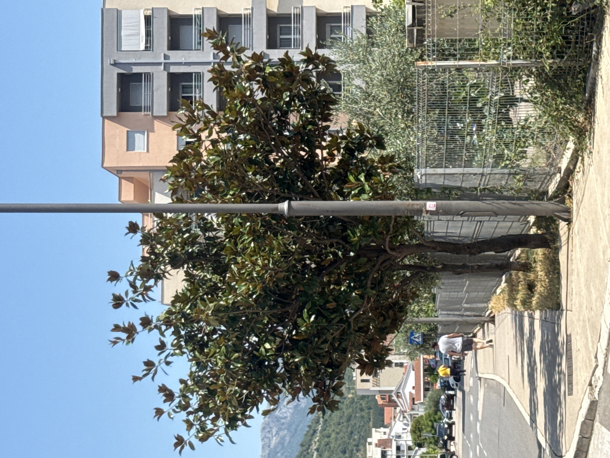 The image depicts a street scene in Budva, Montenegro. The primary subjects are a large tree with dark green foliage and a building with a beige and gray facade. A man in a white t-shirt and dark shorts walks along a paved sidewalk beside the tree. Several cars are parked on the street. The scene is illuminated by bright sunlight, suggesting it is daytime, and the sky is clear blue. The background shows more buildings and a distant hillside covered in greenery, hinting at a Mediterranean or coastal location. A metal fence is visible behind the tree, partially covered by vines. A street lamp stands next to the tree. The overall atmosphere is one of a bright, sunny day in a built-up area with natural elements.