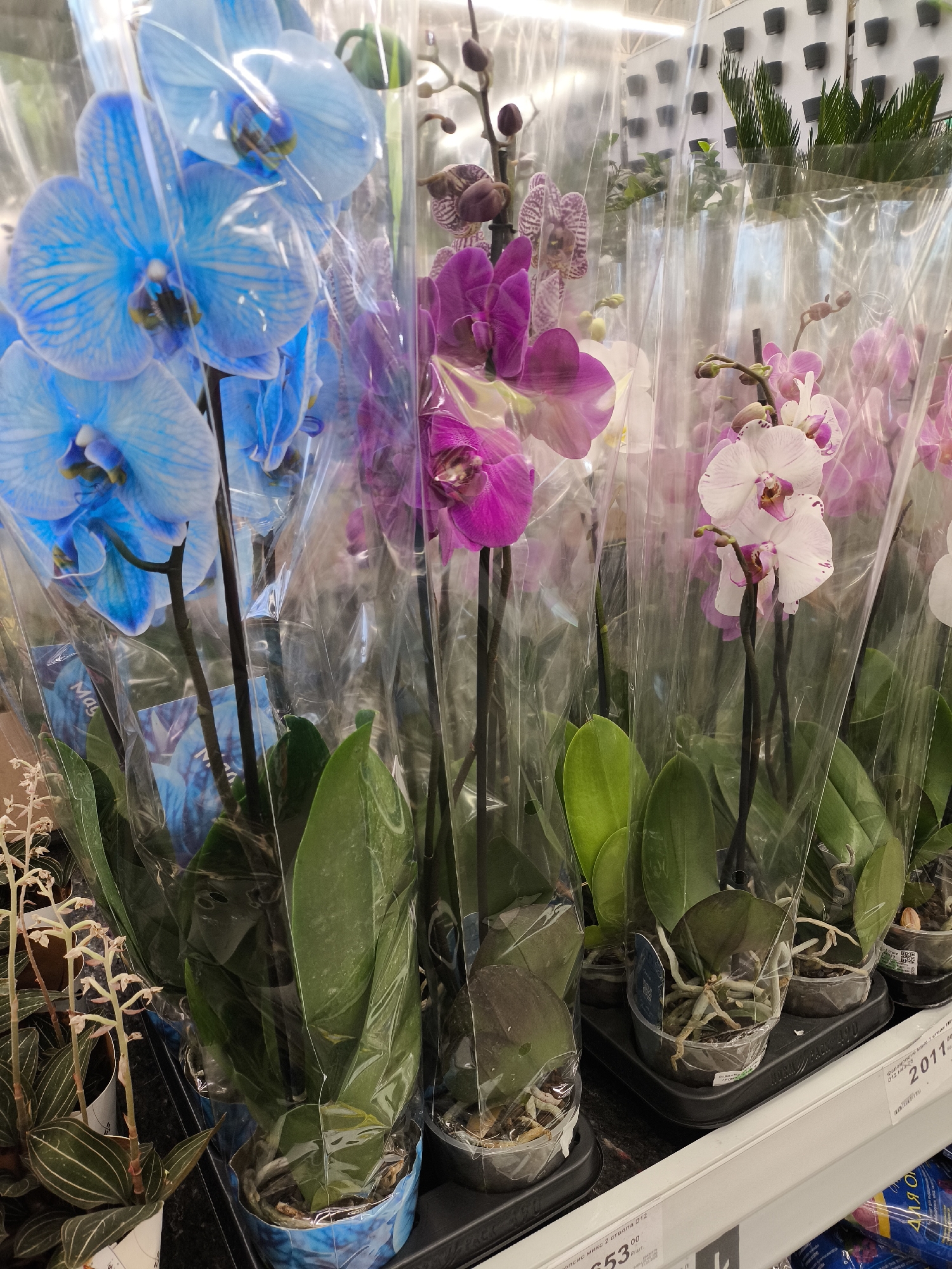 The image shows a shelf display of potted orchids in a retail setting. The orchids are individually wrapped in clear plastic. The orchid flowers exhibit a range of colors including blue, purple, and white with pink accents. The orchid pots are sitting on a black plastic tray that's on a white shelf. One pot has a blue decorative design. The location is suggested to be in Khimki, Russia.