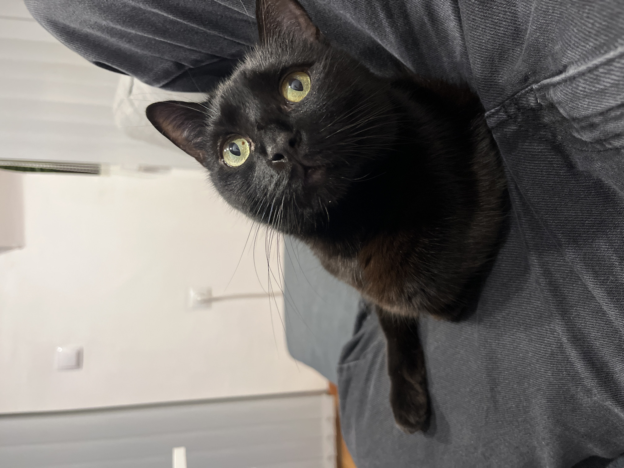 A black cat with green eyes is perched on a person wearing gray jeans. The cat is looking upwards. The location is a room with white walls. A light switch is visible on the wall.