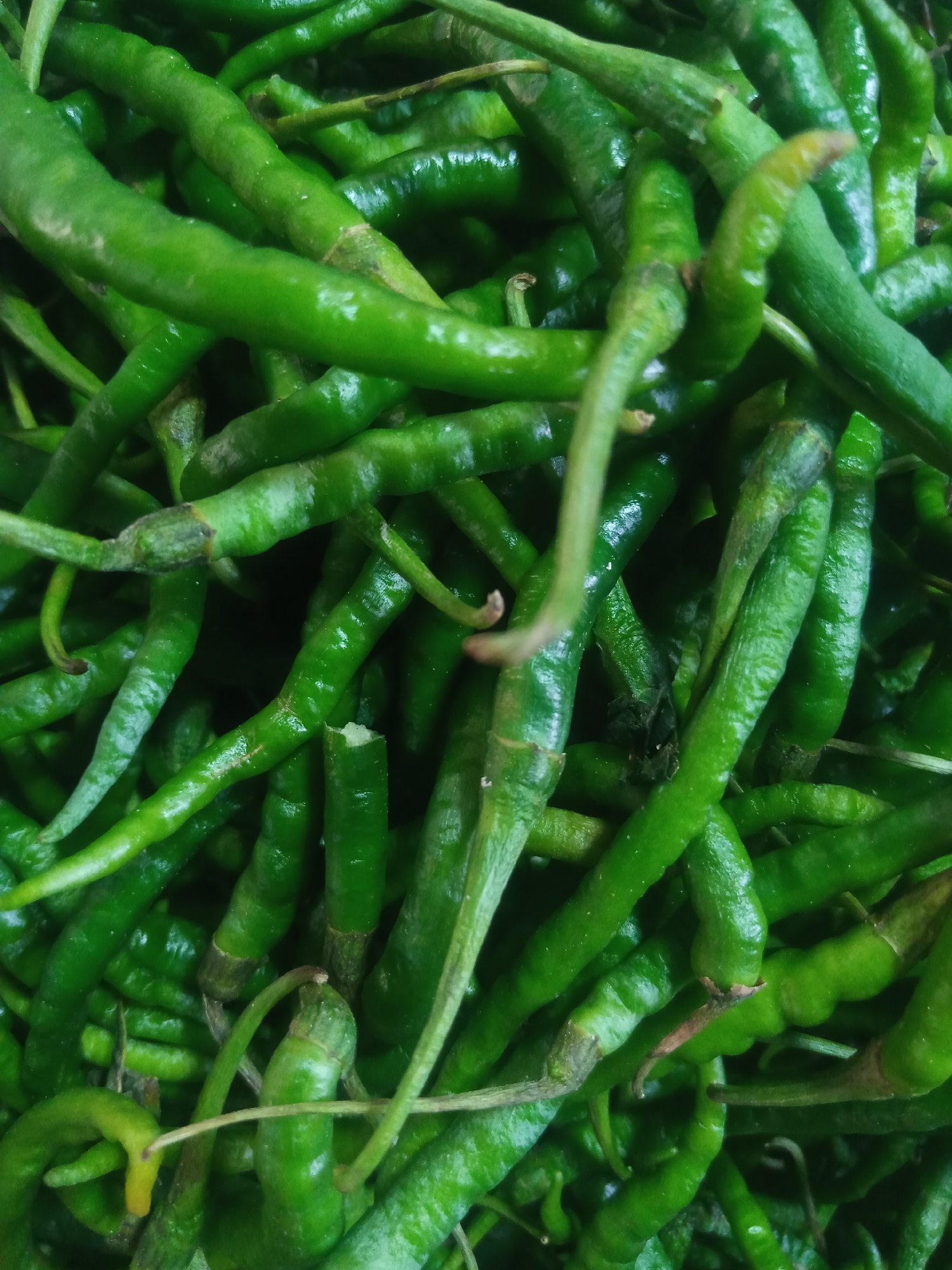 A close-up, overhead shot displays a large pile of fresh, vibrant green chilies. The chilies are long and slender, with smooth, slightly wrinkled skin that reflects the light. Some chilies are perfectly formed, while others show slight curves and bends. A few chilies appear to have slight imperfections or marks, and one at the bottom right is broken. The background is filled with more chilies, creating a dense and textured surface. The image does not provide any information about a specific location within the city of Grong-Grong, Indonesia, nor does it show any people, actions, or interactions. The scene is a still life of produce.