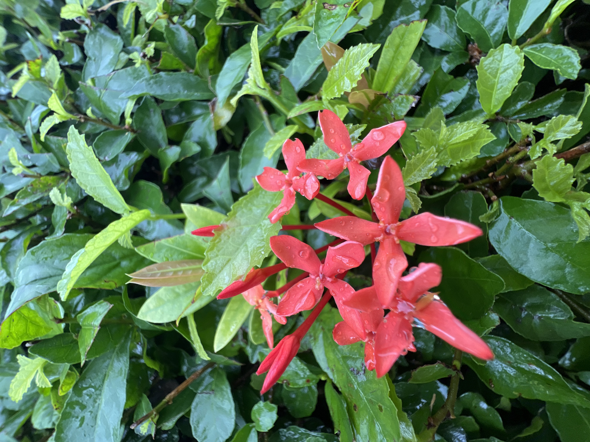 A close-up, eye-level shot captures a cluster of vibrant red Ixora flowers in bloom, interspersed with lush green foliage. The leaves and petals are glistening, suggesting recent rainfall. The scene is devoid of any human presence or activity, offering a naturalistic composition. The background consists of densely packed green leaves, creating a textured and somewhat blurred backdrop. The lighting appears diffused, typical of an overcast day or shaded area, contributing to the soft highlights on the wet surfaces. The location is identified as Choeng Thale, Thailand, implying a tropical or subtropical environment where such flora is common.