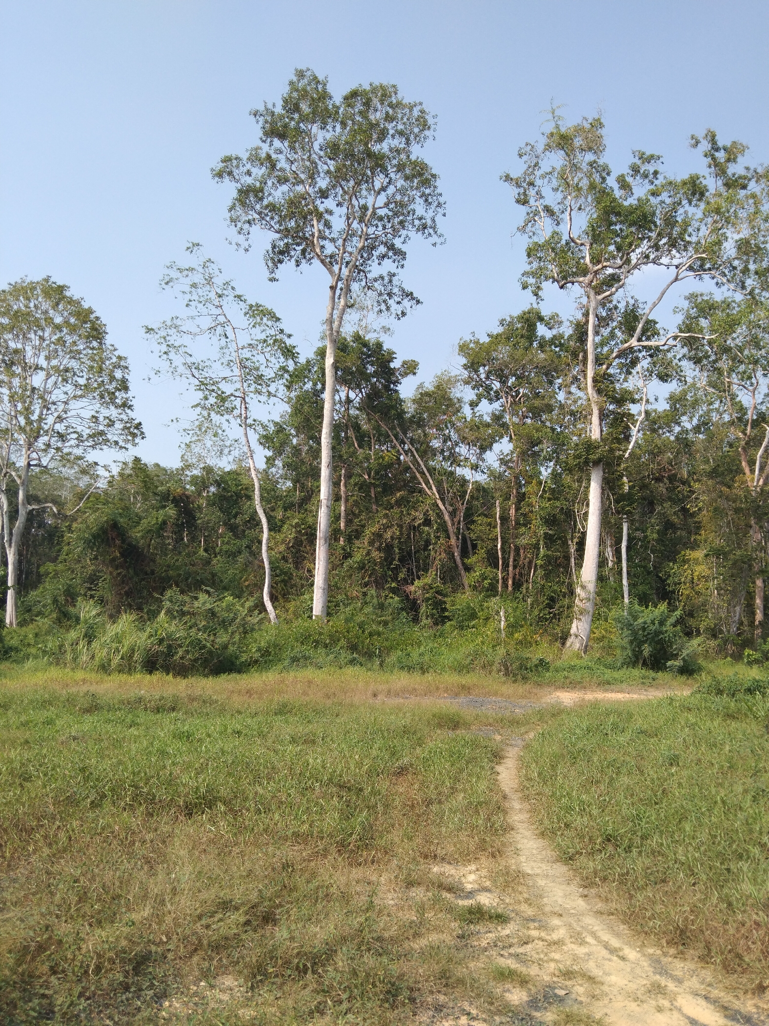 An eye-level shot captures a path winding through a grassy field towards a dense forest under a clear blue sky. The path, made of light brown dirt, is flanked by tall, dry grass on the left and lush green grass on the right. Beyond the field, a thick wall of trees with varying shades of green foliage dominates the middle ground. Several tall trees with slender, pale trunks rise above the forest canopy, their branches reaching towards the sky. The background consists of the forest and the clear sky. The scene appears to be a natural landscape, possibly a forest edge or a clearing, located in an unspecified area of Indonesia.