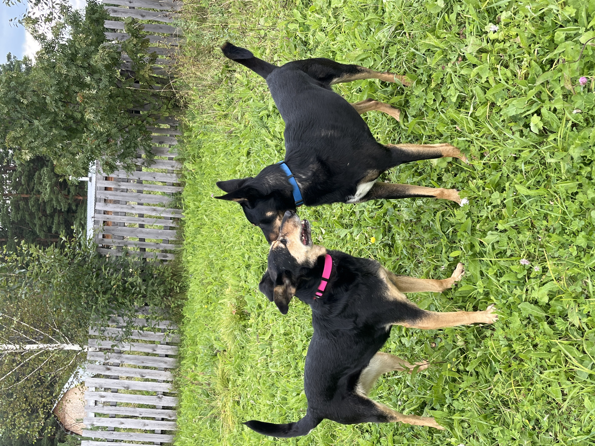 Two dogs, one wearing a pink collar and the other a blue collar, are interacting in a grassy outdoor area. The dog on the left is black with tan markings on its legs and face. The dog on the right is primarily black with some white on its chest and tan legs. Both dogs have their mouths open and appear to be sniffing or touching noses. They are standing facing each other. The background includes a wooden fence, trees, and some buildings in the distance, suggesting a rural or suburban environment. The ground is covered in lush green grass with some small wildflowers. This scene is consistent with an outdoor setting in the city of Nizhny Tagil, Russia, given the presence of typical Russian dacha or rural landscape elements.