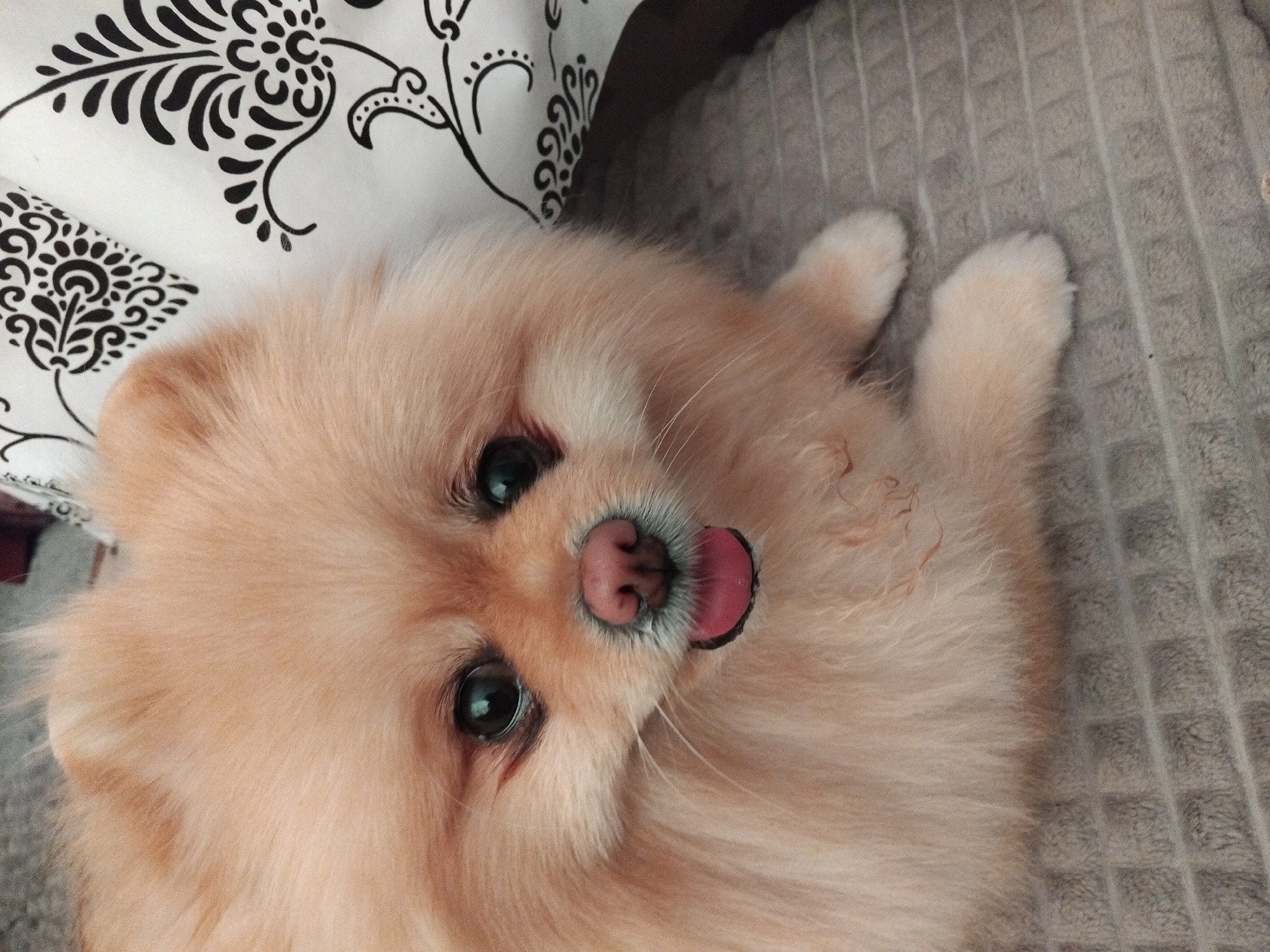 A light orange Pomeranian dog is lying down on a gray, textured surface. The dog has dark eyes, a pink nose, and its tongue is slightly sticking out. Behind the dog, a white surface with black floral patterns is visible. The overall scene appears to be indoors, with no specific details of the city of Apriltsi, Bulgaria, present in the image.