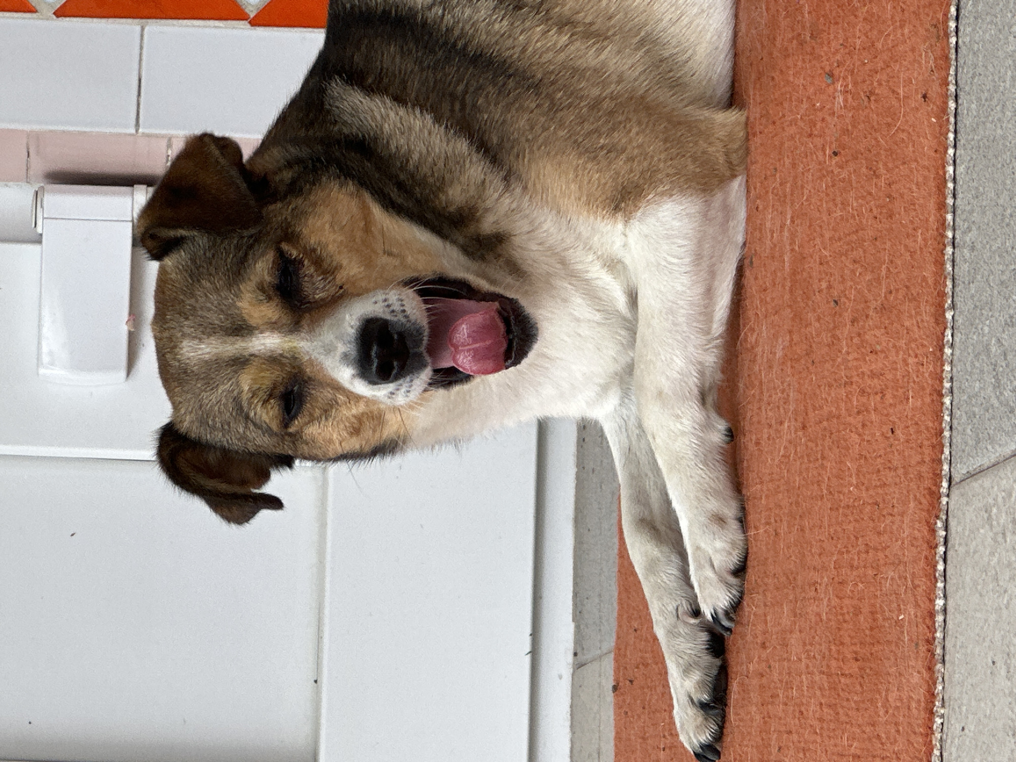 A medium-sized dog with brown, white, and black fur is lying on an orange rug in front of a white door. The dog is yawning, with its mouth wide open and its tongue visible. Its eyes are partially closed. The background appears to be an outdoor or semi-outdoor setting, possibly a porch or entryway, with white wall panels and a hint of orange tile on the right side. The rug is textured and shows some small debris. The ground beneath the rug is tiled. This scene is located in Makiv, Ukraine.