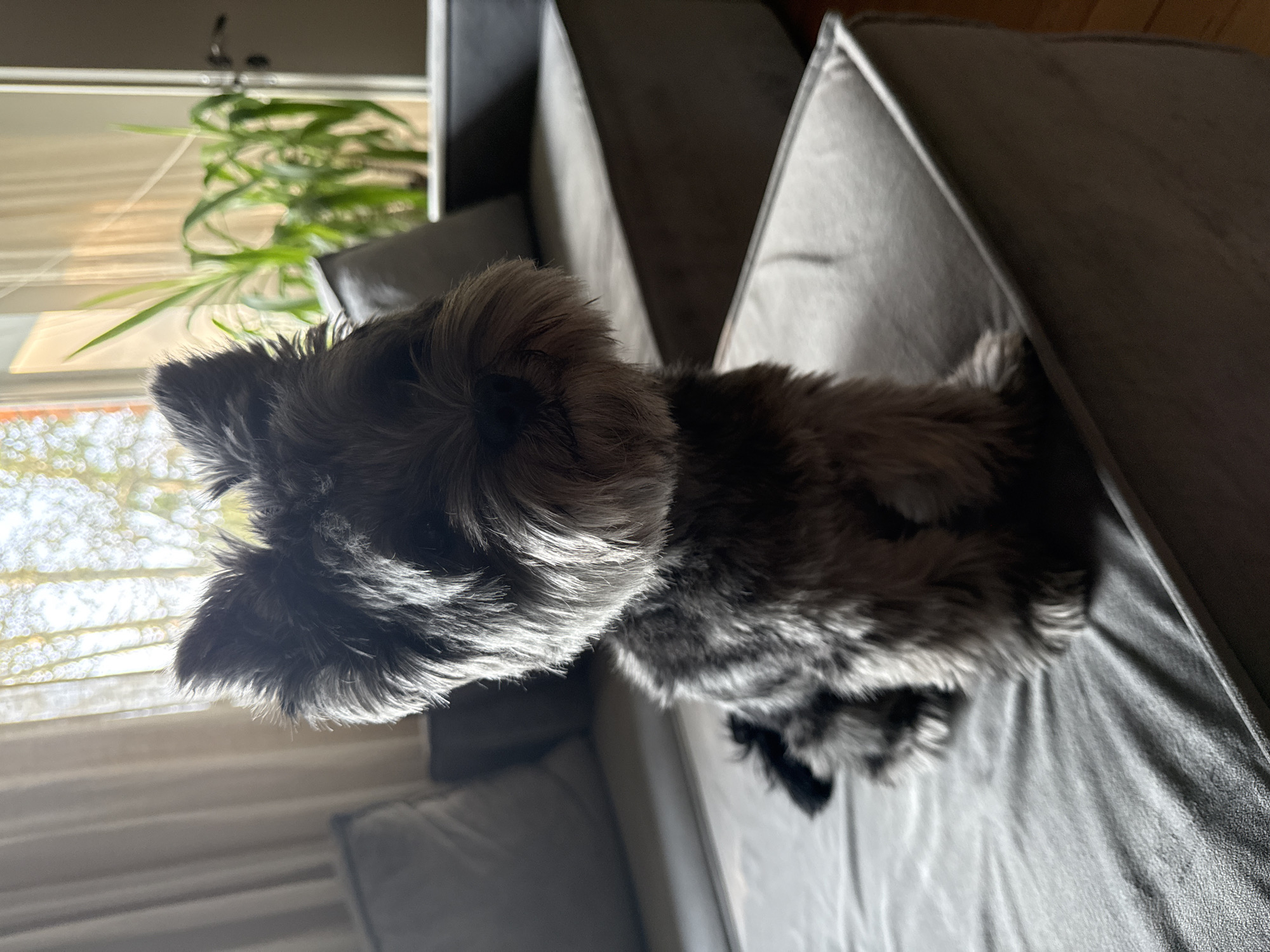 A small, grey, fluffy dog with a scruffy beard sits on a grey sofa in front of a window. Sunlight streams through the window, illuminating the dog and a large green plant behind it. The sofa is part of a larger sectional, with another section visible in the background. The room appears to be a living room, with hardwood floors visible to the right of the sofa. The scene is indoors, with no visible elements to suggest a specific location in the city of Chaikovsky, Russia.