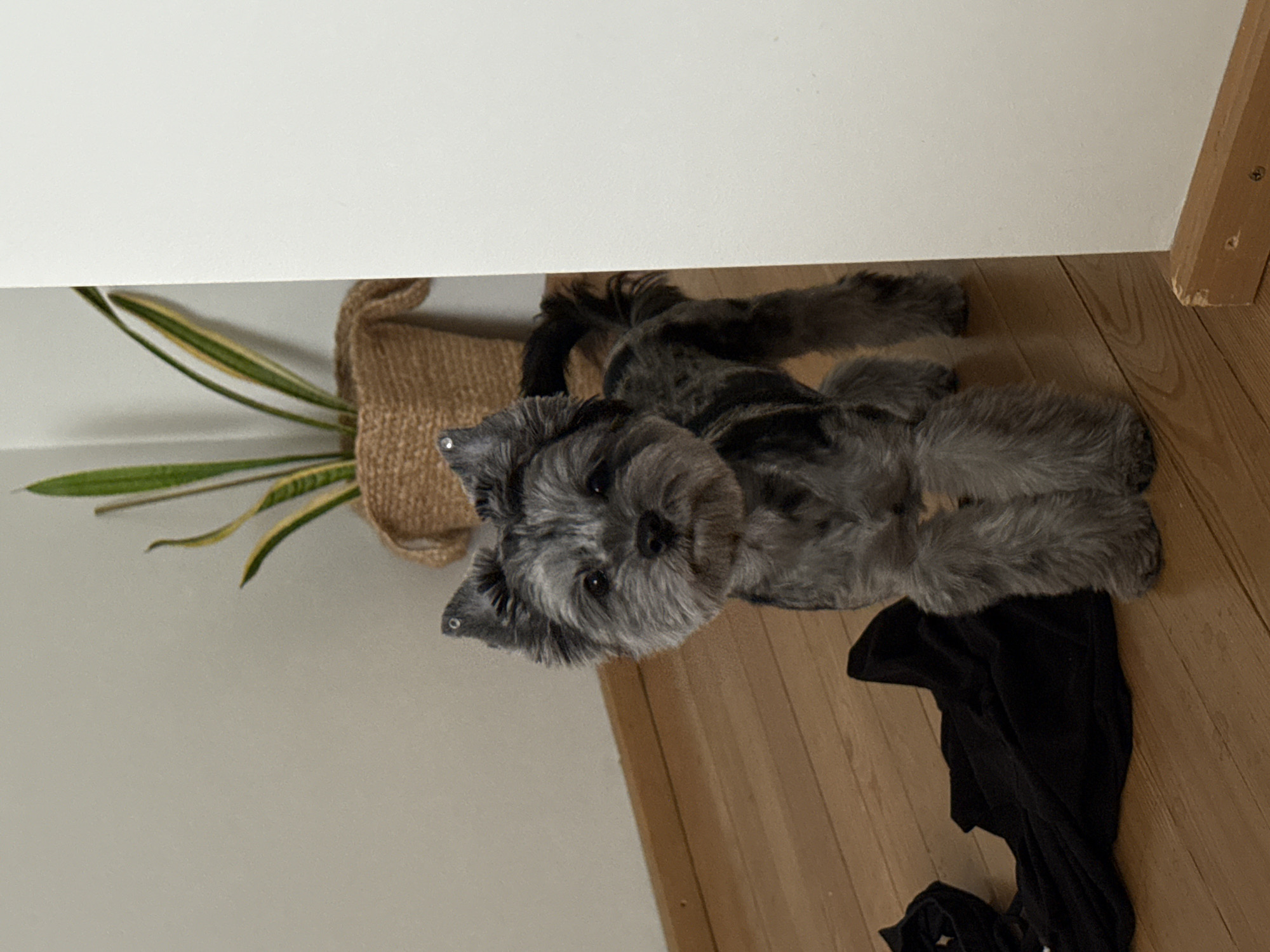 A small, grey-and-black dog with perky ears stands on a wooden floor indoors. The dog is facing the camera, with its head slightly tilted. Behind the dog, a potted snake plant with green and yellow striped leaves sits in a woven basket. To the left of the dog, a crumpled black piece of fabric lies on the floor. The background consists of a light-colored wall and a wooden baseboard. There is no indication of the city of Chaikovsky, Russia, in the image.