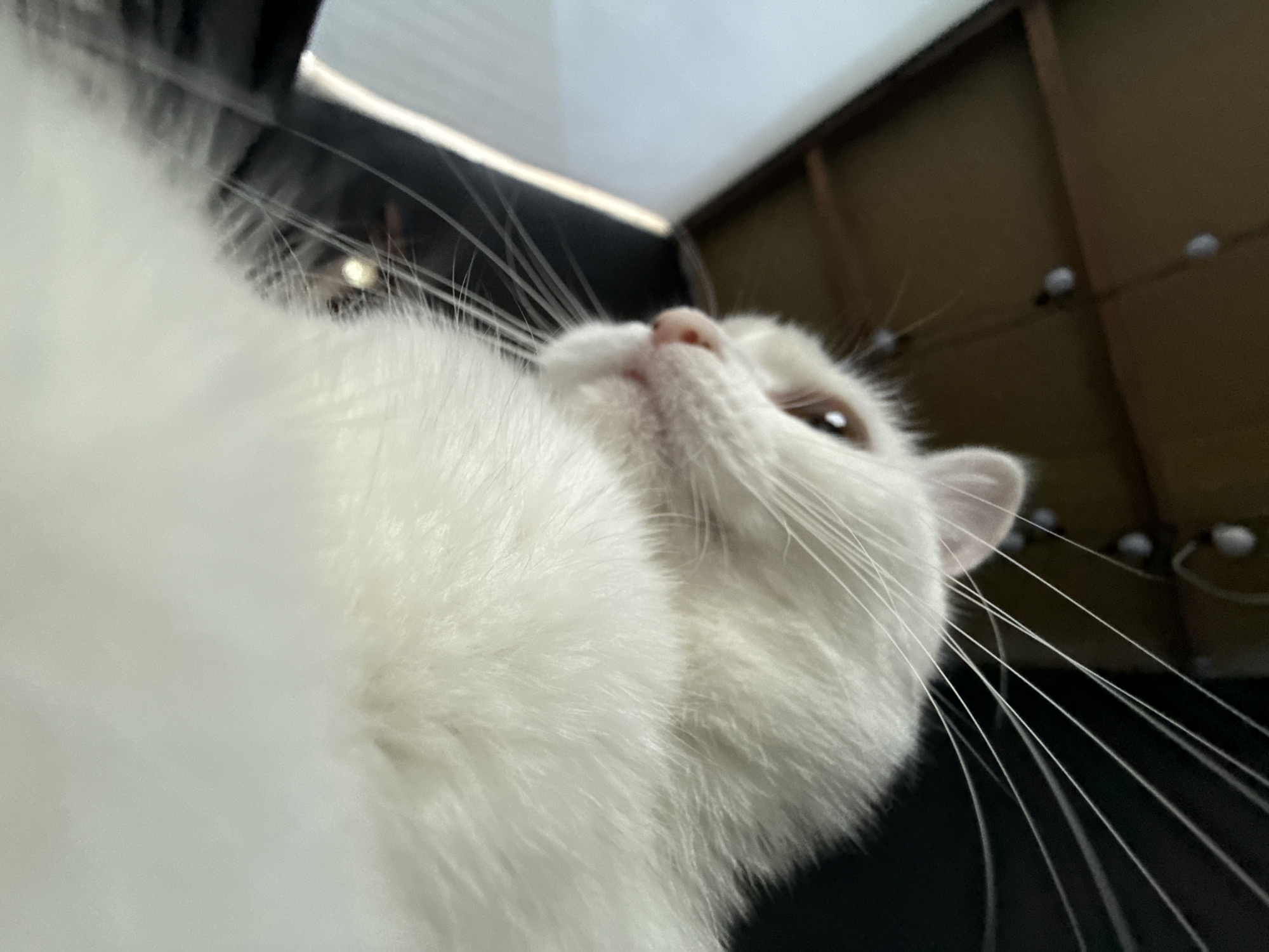 This media file is a close-up, low-angle shot of a white cat's face. The cat is looking upwards and slightly to the right, with its nose and mouth area prominently featured. Its fur is white and fluffy, with long, delicate white whiskers fanning out from its muzzle. One of the cat's ears is visible, pointed upwards, and its eye is partially visible, appearing to be a dark color with a bright reflection. The background is blurred, showing a dark, indeterminate area on the left and a textured, brownish surface with small, scattered lights on the right. The lighting is somewhat dim, suggesting it might be indoors or during twilight. The overall impression is one of gentle curiosity or attentiveness from the cat. No text is visible in the image.
