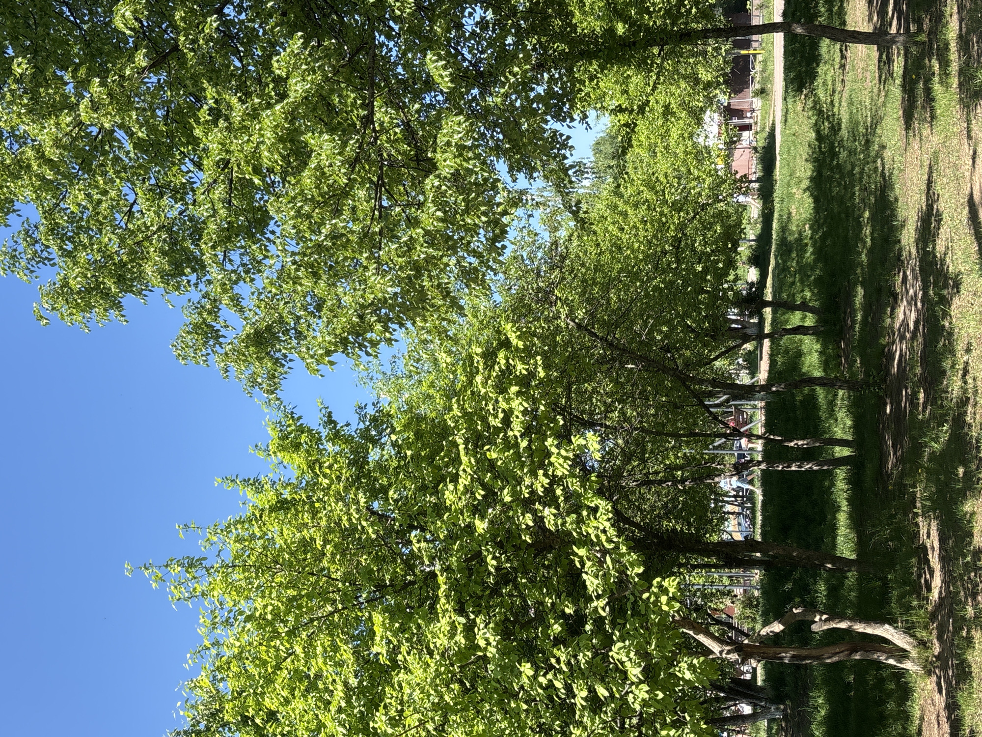 The image shows a park in Chaikovsky, Russia, lined with trees with green leaves on a sunny day. The sky is clear blue. A grassy area stretches between the trees, casting long shadows. In the distance, there's a glimpse of a building and possibly playground equipment, suggesting the park is a recreational area. The scene is typical of a peaceful, sunny day in a park.