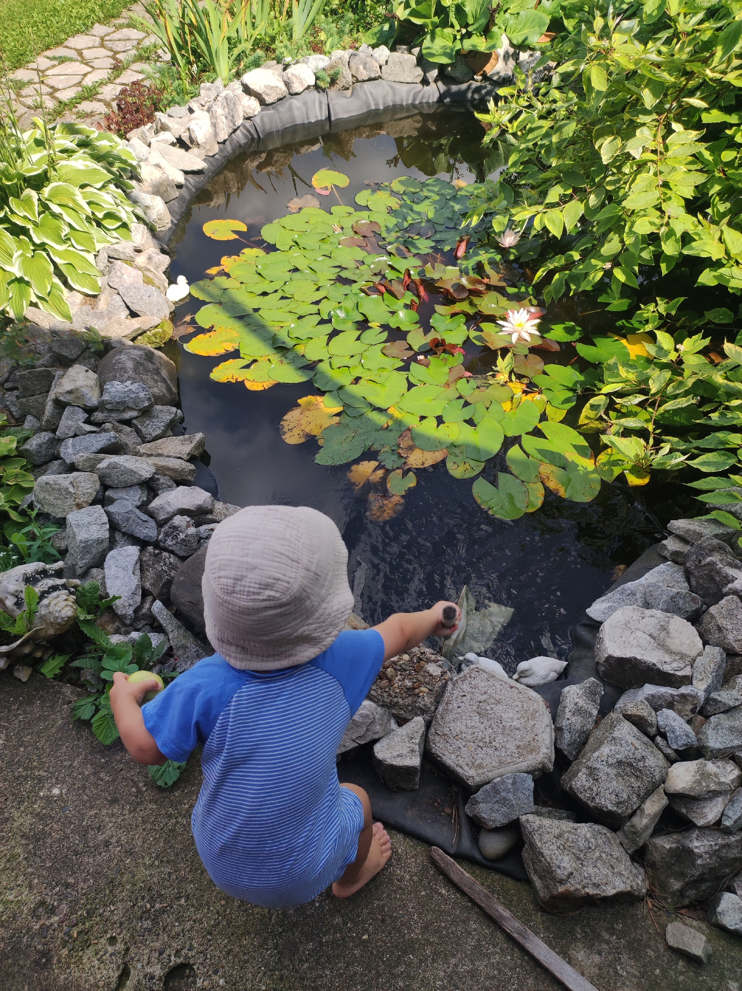 In an outdoor garden setting, a young child wearing a blue and white striped shirt and a light-colored hat kneels on a concrete path. The child is facing a garden pond filled with lily pads and a single white water lily. To the child's right, a small white decorative duck rests on the pond's edge. The pond is surrounded by rocks and various green plants. The child is holding a small, light-colored object, possibly an apple, in their left hand and appears to be reaching towards the pond with their right hand, holding a small net. The overall scene suggests a child interacting with a garden pond in a naturalistic environment, likely within a residential area in Fokino, Russia.