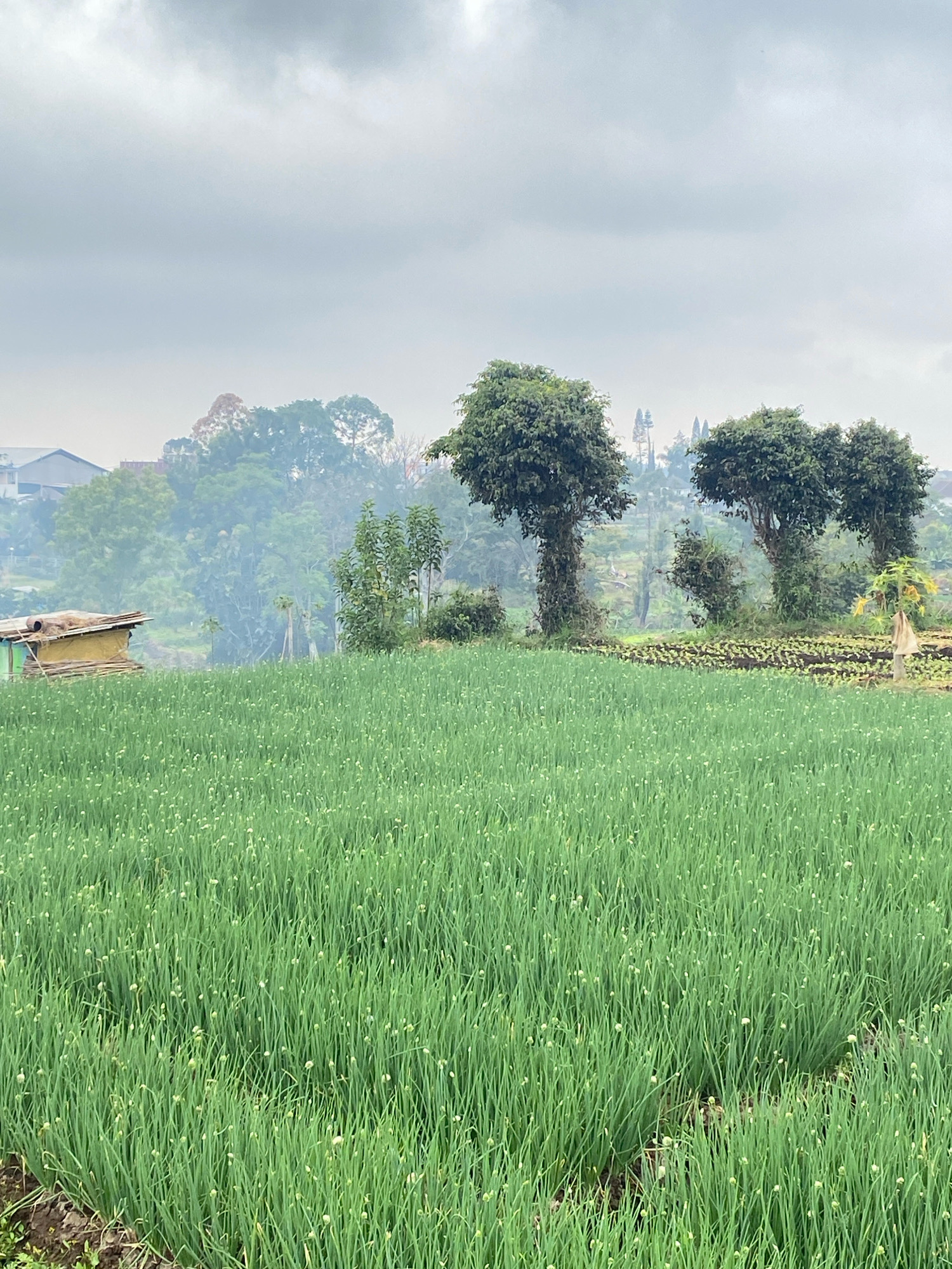 An overcast day in a rural area. The foreground is dominated by a vast field of bright green onions, their thin stalks reaching upwards, some with nascent white buds. To the left, a small, rustic structure with a light brown, sloped roof and yellow sides sits at the edge of the onion field. Beyond the field, a line of trees of varying heights and densities stretches across the mid-ground. Among these trees, taller, darker trees with dense foliage stand out, some appearing to be covered in vines. In the background, rolling hills are visible, dotted with more greenery and structures that suggest a village or town. A faint haze hangs in the air, softening the details of the distant landscape. The sky is a uniform shade of grey, with no visible sun.