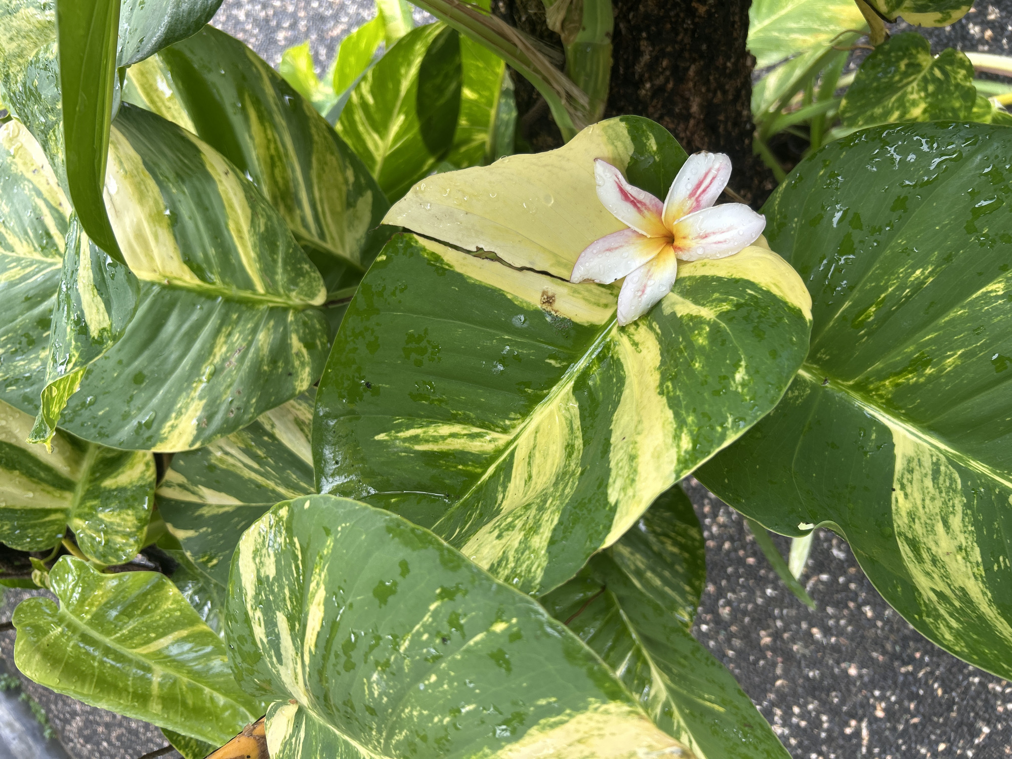 The image captures a close-up view of a vibrant, variegated plant, likely a Pothos (Epipremnum aureum), characterized by its large, glossy leaves. The leaves display a striking pattern of dark green and bright yellow or light green marbling. Numerous water droplets cling to the surface of the leaves, suggesting recent rain or heavy dew.
Resting delicately on one of the larger, more yellowed leaves is a single Plumeria (frangipani) flower. The flower features white petals with a distinct yellow center and faint reddish-pink streaks, and it too is adorned with small water droplets.
In the background, partially obscured by the lush foliage, a dark, textured surface, possibly a tree trunk or a thick plant stem, is visible. The ground beneath the plant appears to be a dark, pebbled surface, possibly asphalt or concrete with small stones. The natural lighting indicates it is daytime. The scene presents a fresh and serene natural setting, consistent with the tropical climate of Kuta Selatan, Indonesia. There is no visible text in the image.