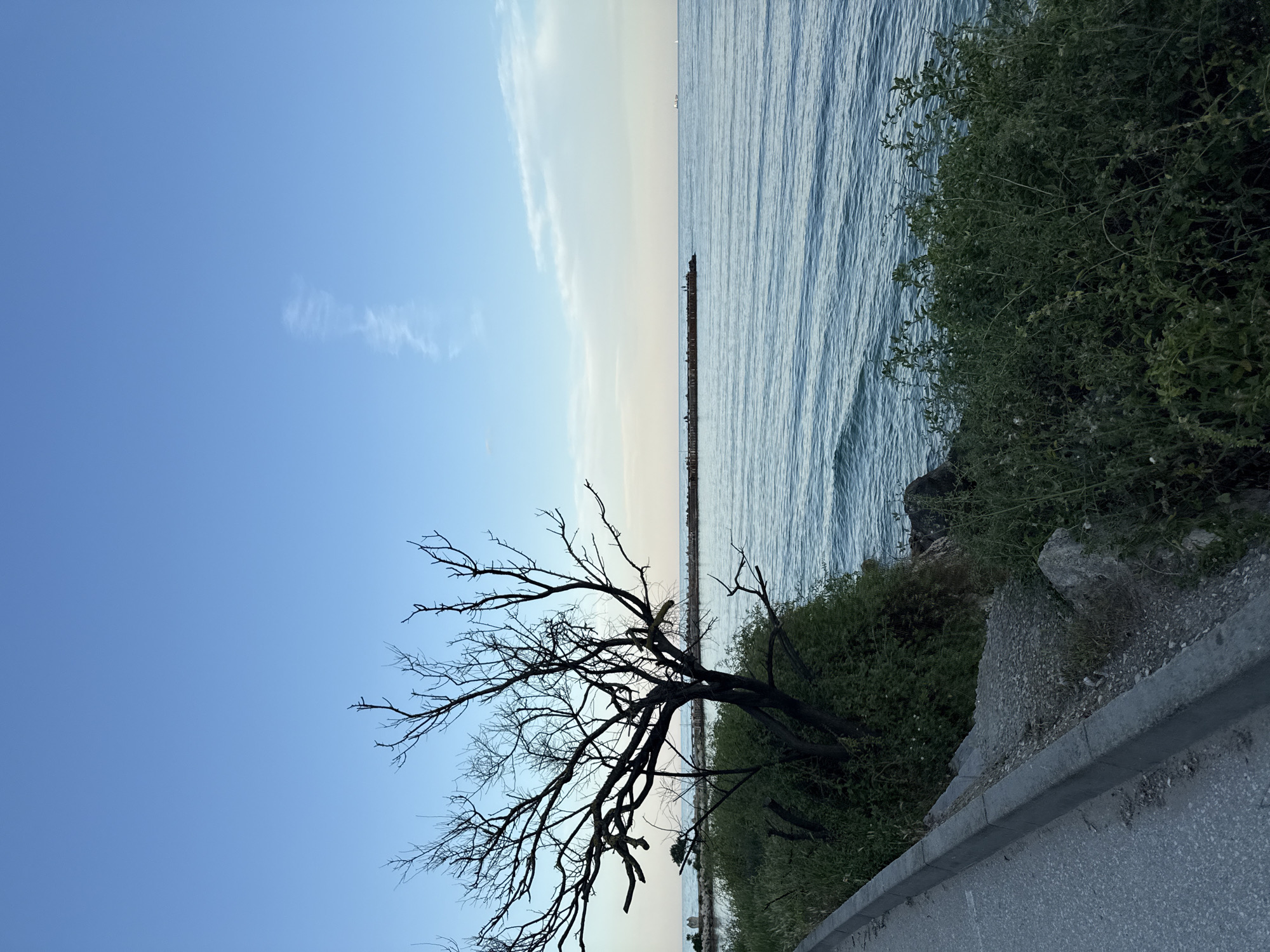 The image depicts a serene seascape at dusk. A bare tree with intricate branches stands silhouetted against a pale blue sky, which transitions to a softer hue near the horizon. The sea is calm, with gentle waves creating subtle ripples on its surface. In the distance, a long pier stretches into the water, dotted with small figures of people. A lone cargo ship is visible on the far right, and a smaller sailboat is further out to sea. Lush green vegetation covers the embankment along the left side of the image, where a paved walkway with a concrete curb is present. Rocks are visible amongst the foliage near the water's edge. The overall atmosphere is tranquil and peaceful.