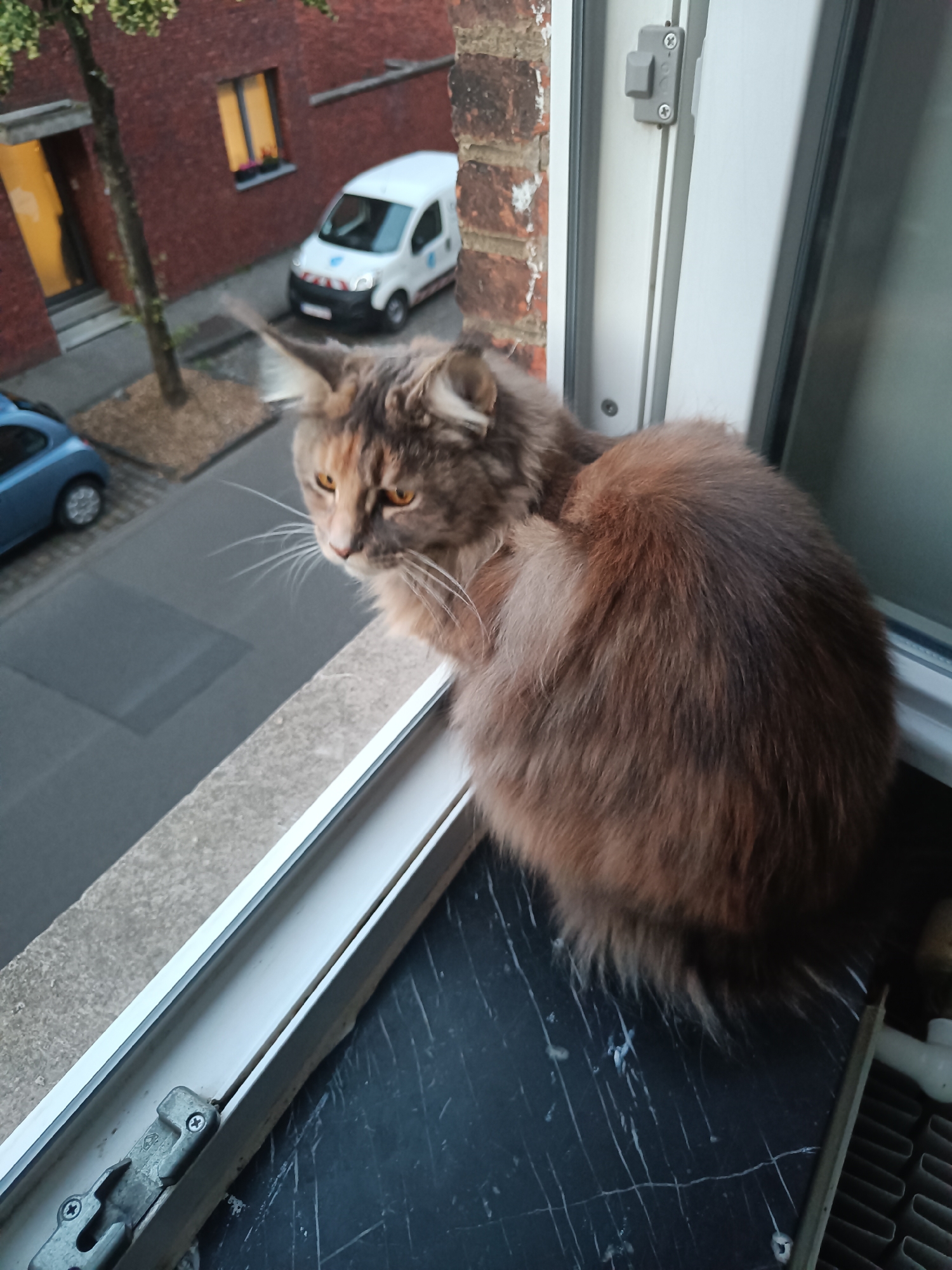 A fluffy cat with amber eyes sits on a window ledge, looking outwards. The cat has grey and brown fur. Outside the window, a white van with a blue logo is parked on a street. A blue car is parked behind it. The building in the background has red brick walls and a yellow lit window. The scene appears to be in an urban environment, possibly Leuven, Belgium. The cat is the primary subject, positioned in the foreground. The window frame and ledge are also visible elements of the composition.