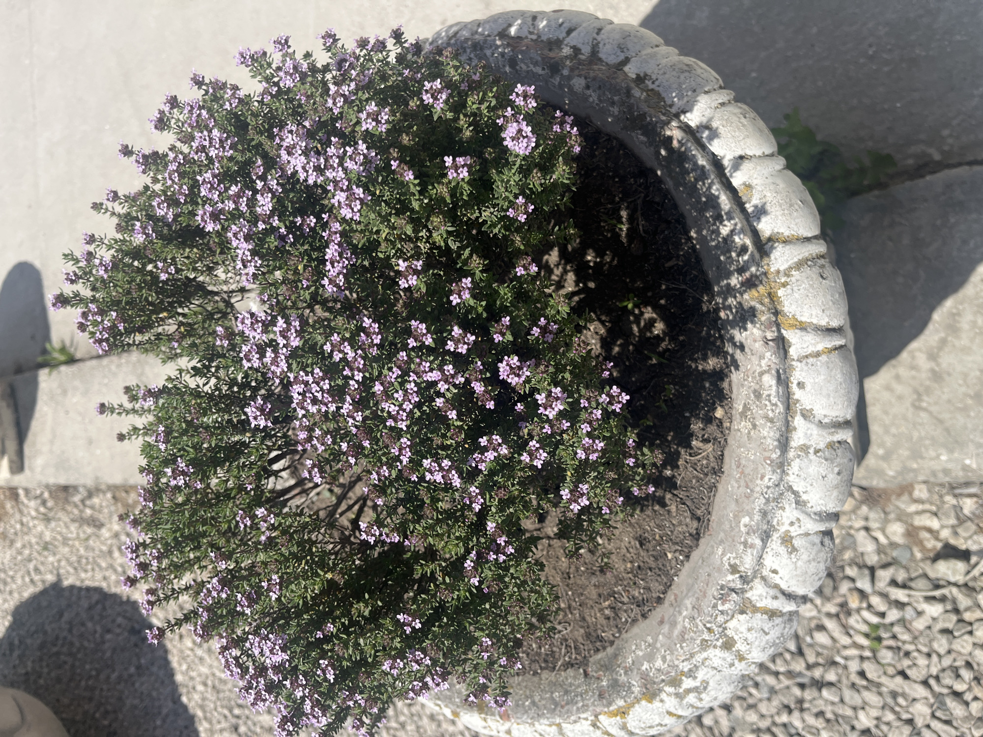 The image shows a flowering plant in a weathered concrete pot, likely outdoors. The plant is dense and round, with small green leaves and numerous tiny lavender-colored flowers. The pot is a pale grey color with a textured surface, showing signs of age and wear, including discoloration and possible moss growth. The pot sits on a surface that appears to be concrete or stone, with small gravel visible in the background. There are shadows indicating daylight and a nearby light source. The location is unspecified.
