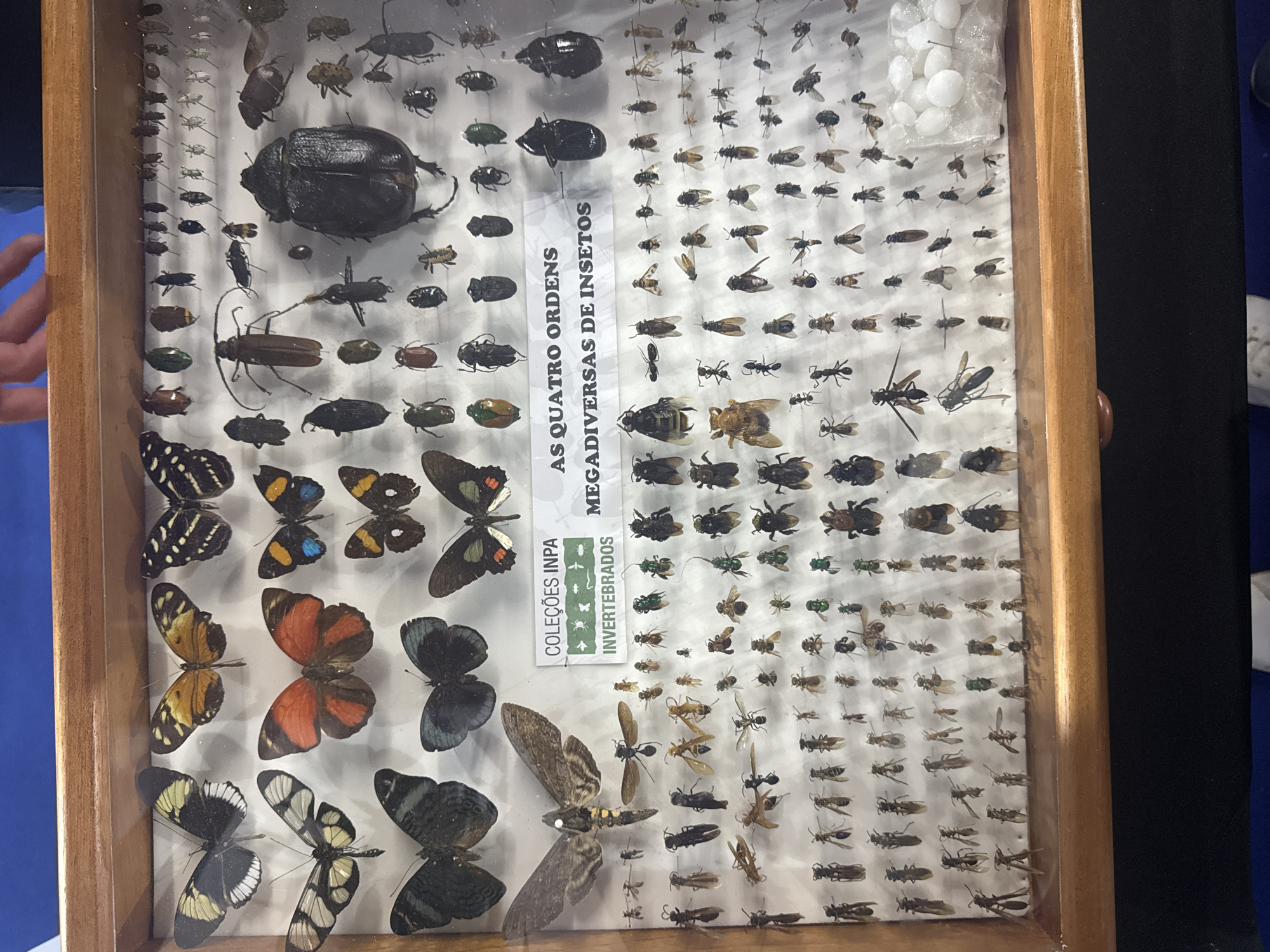 A display case filled with preserved insects is shown. The case is rectangular and made of wood. Inside, numerous specimens, primarily butterflies and beetles, are arranged on a white background. Some of the insects are quite large, like a prominent black beetle at the top right, while others are smaller and more numerous. A sign is visible in the center of the display, with text that appears to be in Portuguese, mentioning "COLEÇÕES INPA" and "AS QUATRO ORDENS MEG DIVERSAS DE INSETOS". The display case is positioned on a dark surface, likely a table or shelf, with a blue tablecloth visible in the background and a hand reaching into the frame from the top left. The scene is indoors, suggested by the lighting and the background. The context of Niterói, Brazil, is not directly discernible from the visual information alone but is provided as external information about the location.