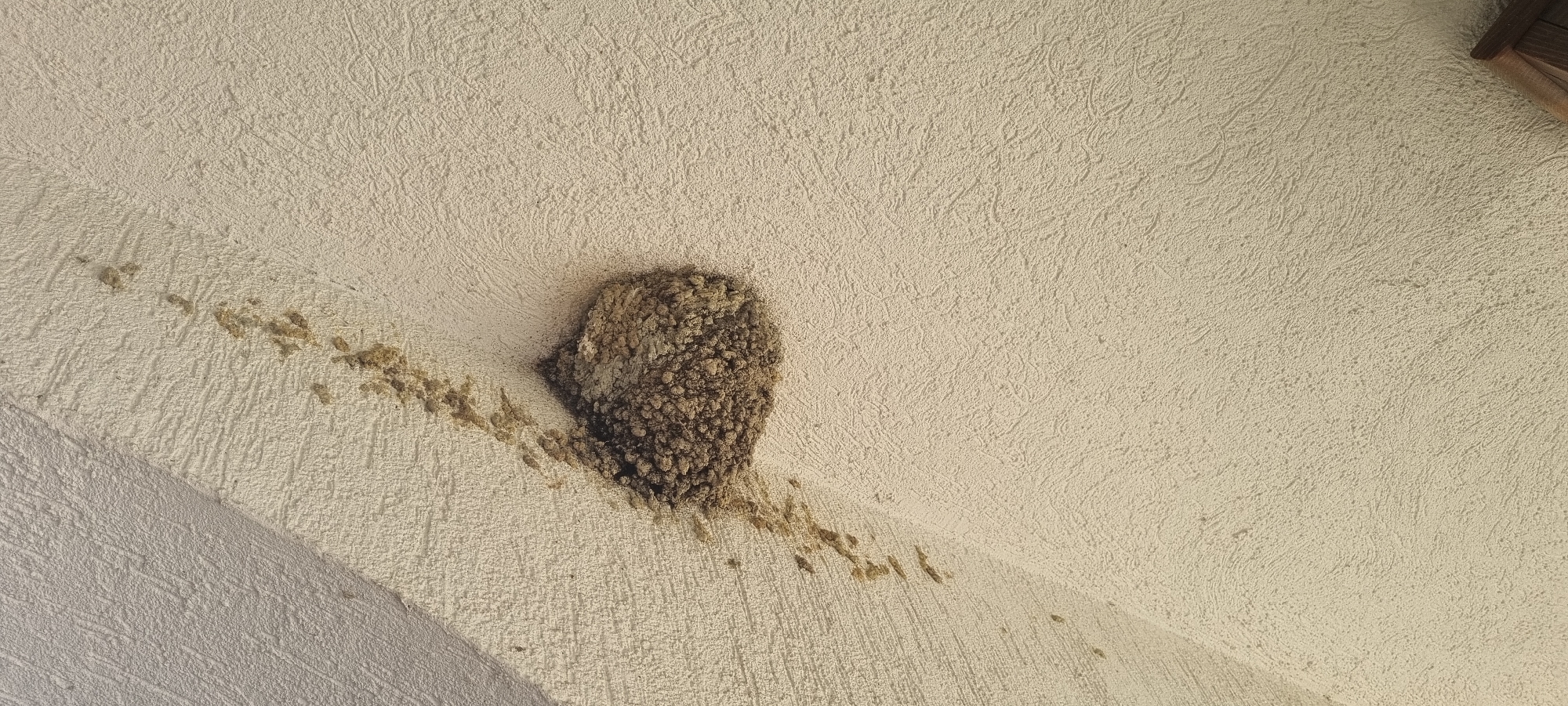 A bird's nest, constructed from mud and straw, is affixed to a textured, off-white ceiling. The nest is roughly spherical and has a rough, clumpy exterior. A trail of muddy debris extends from the nest downwards and to the left, appearing to be droppings or materials used in the nest's construction. The ceiling surface has a rough, stucco-like texture. In the upper right corner, a portion of a wooden structure, possibly part of a roof overhang or building element, is visible. The image was taken in Sveti Vlas, Bulgaria.